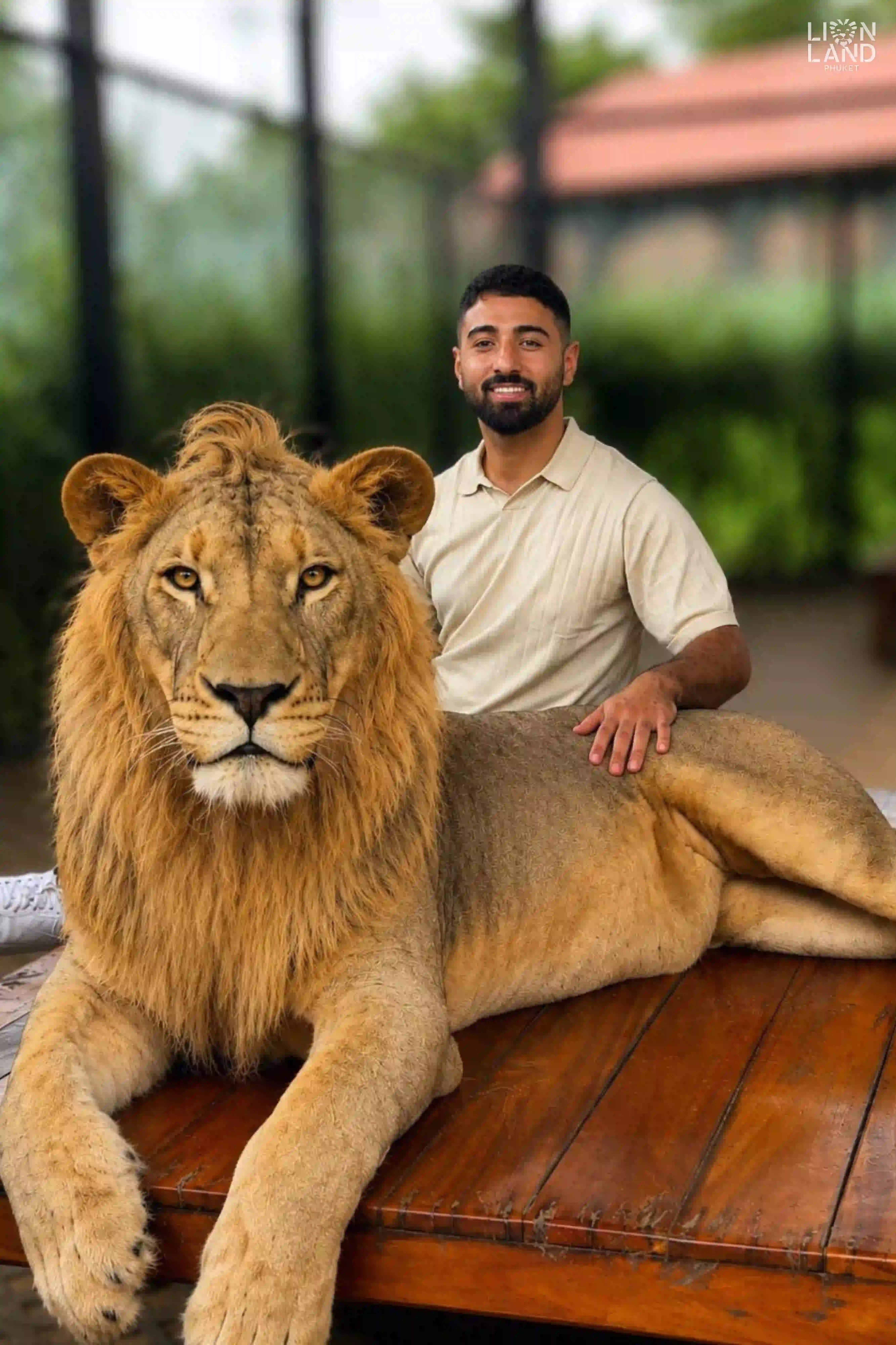 Big Lion