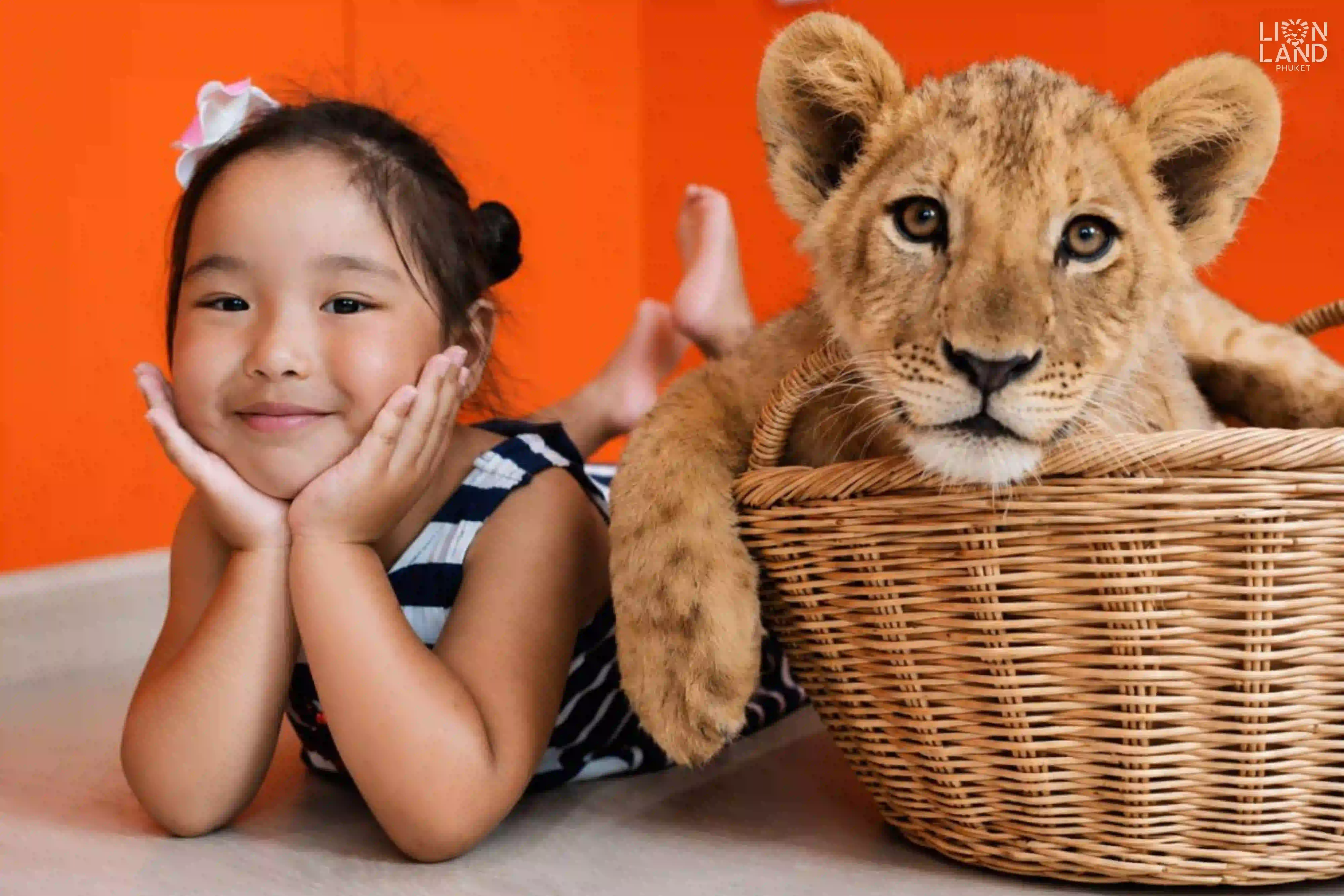 Lion Cub