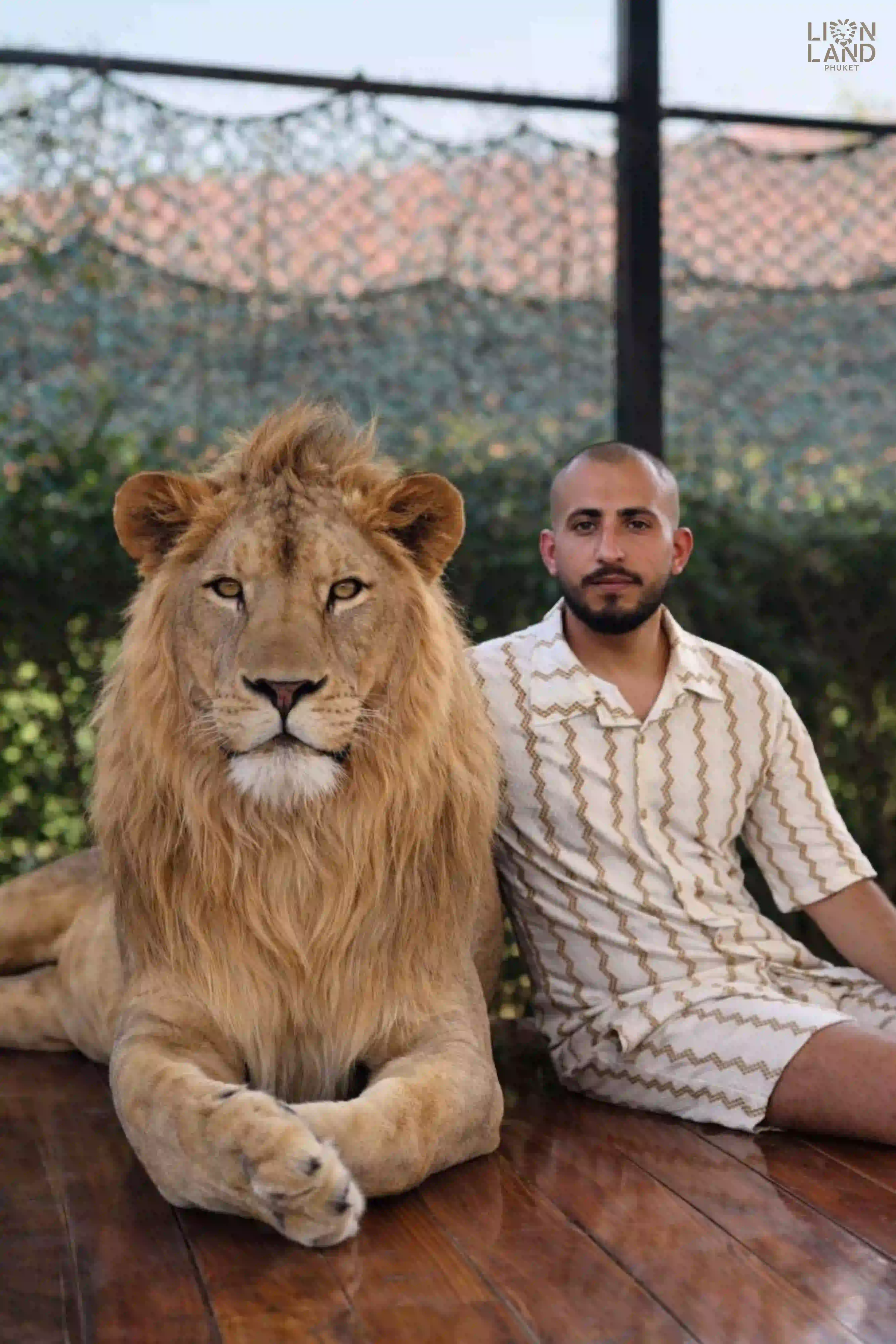 Big Lion