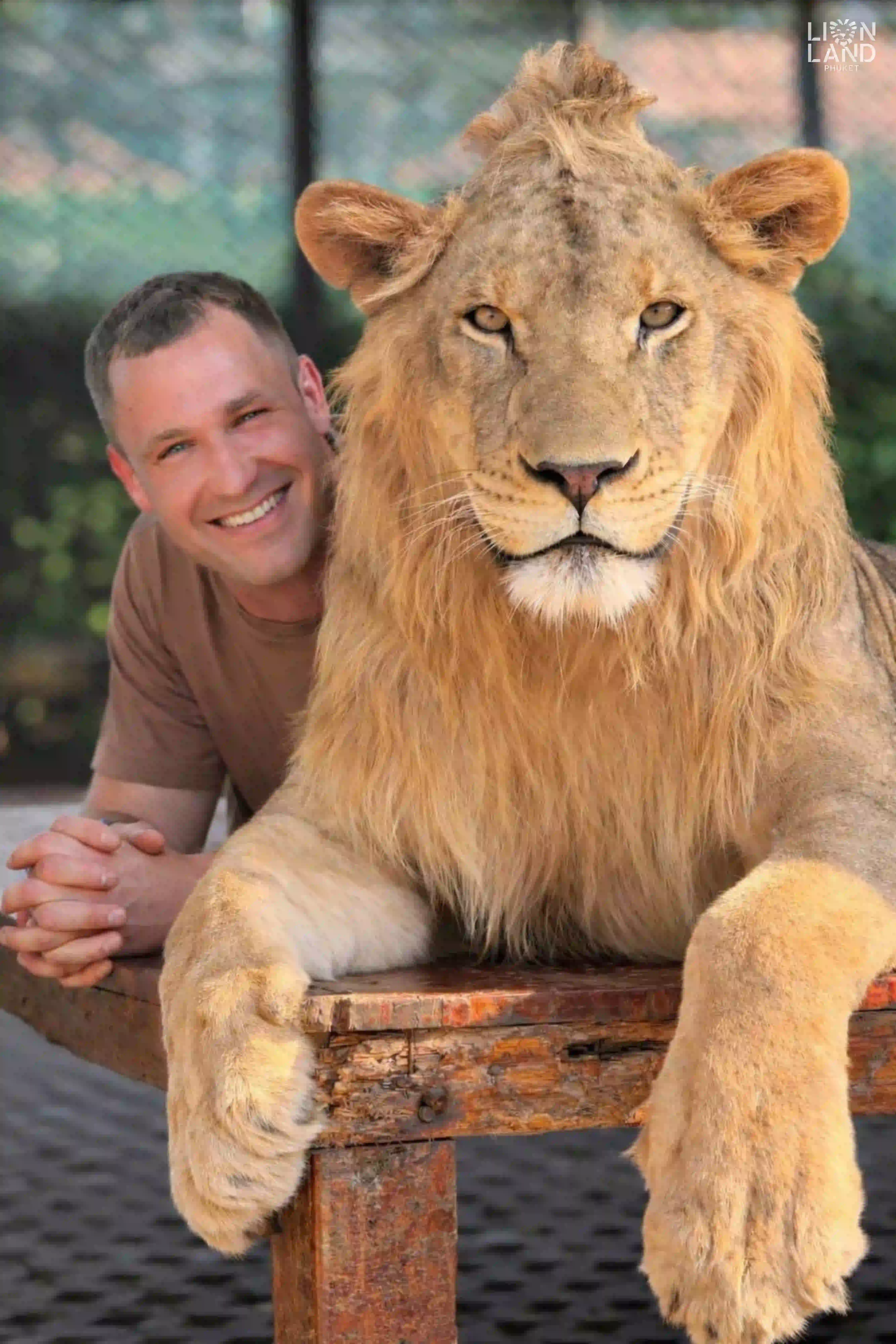 Big Lion