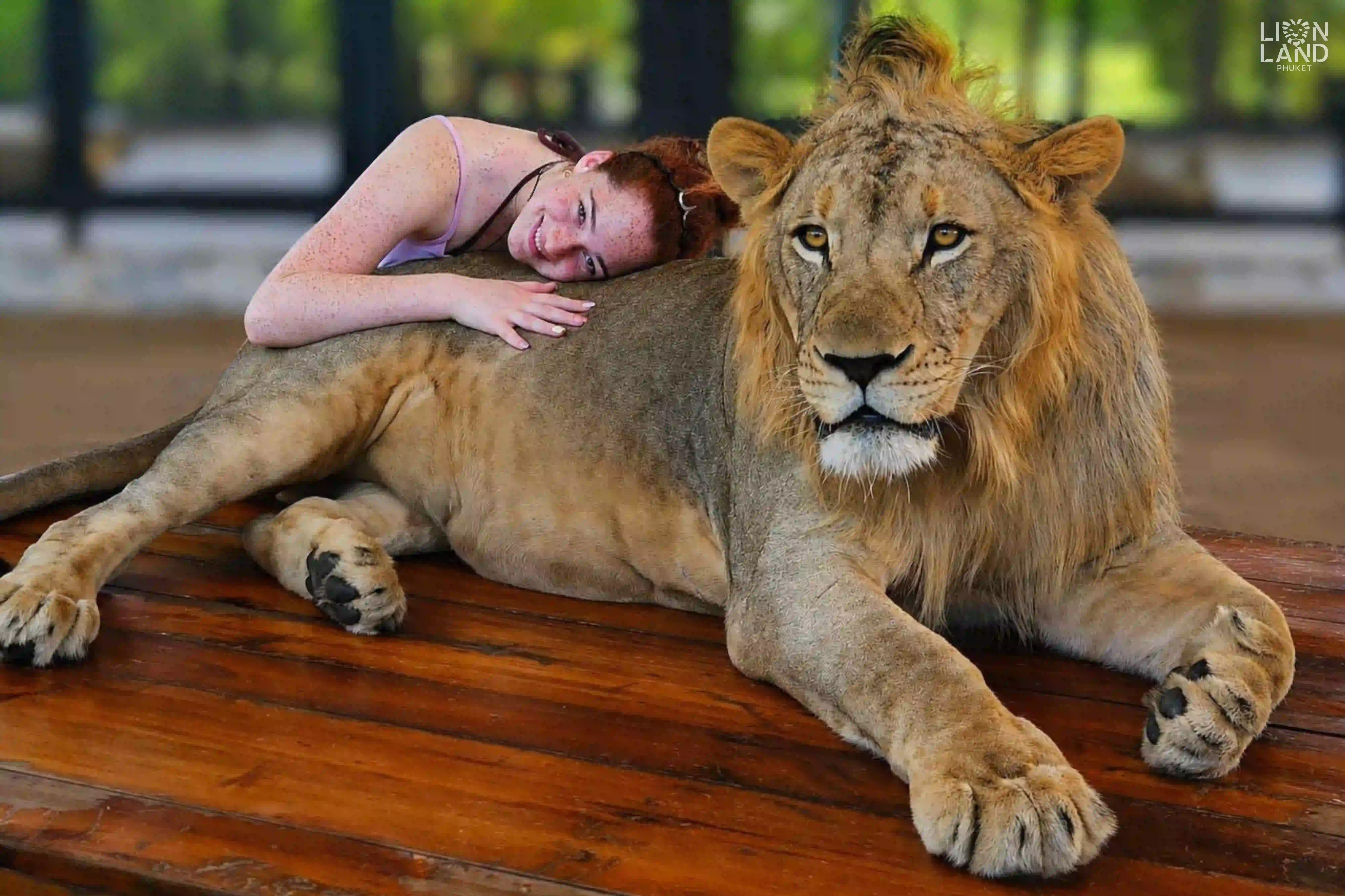 Big Lion