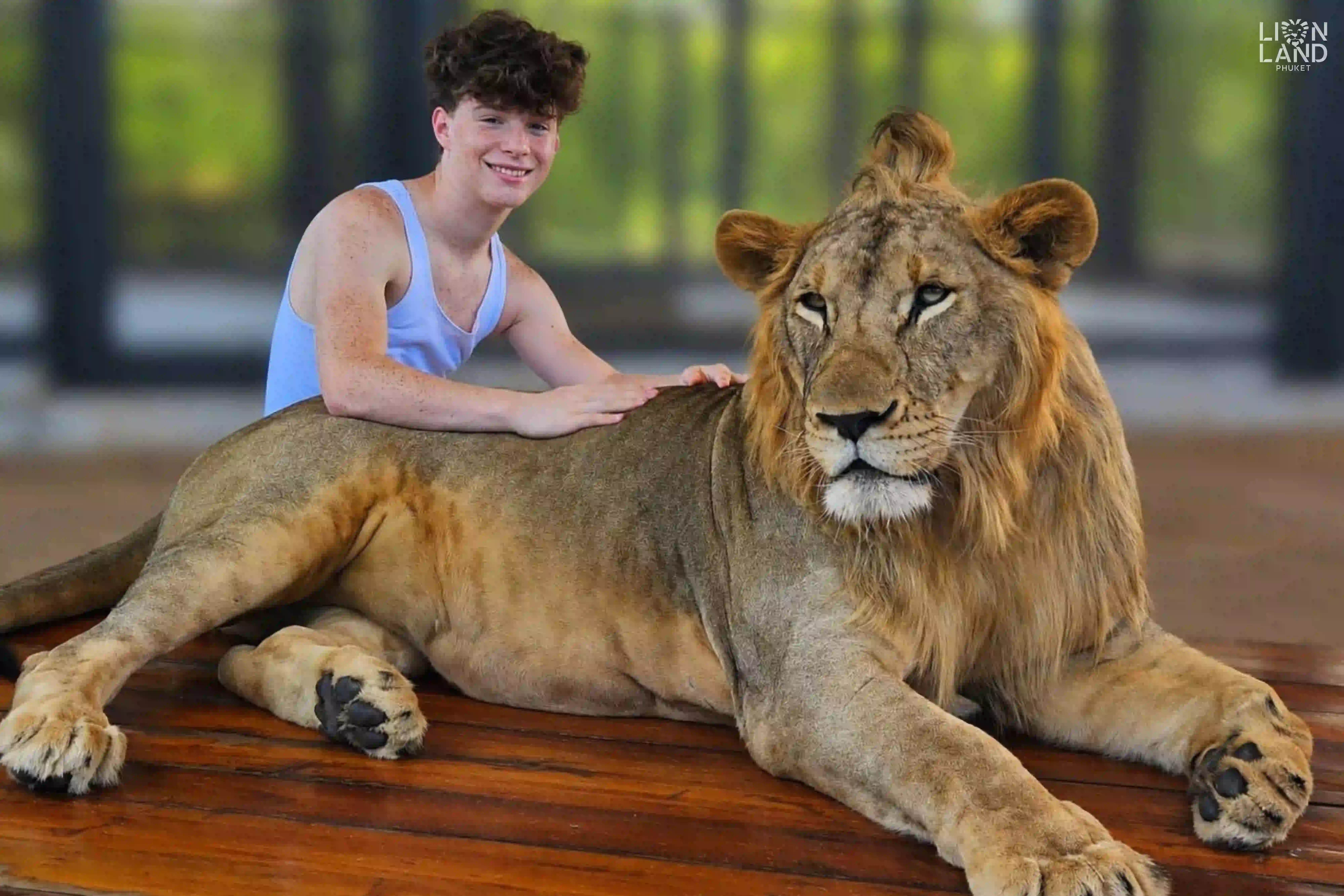 Big Lion