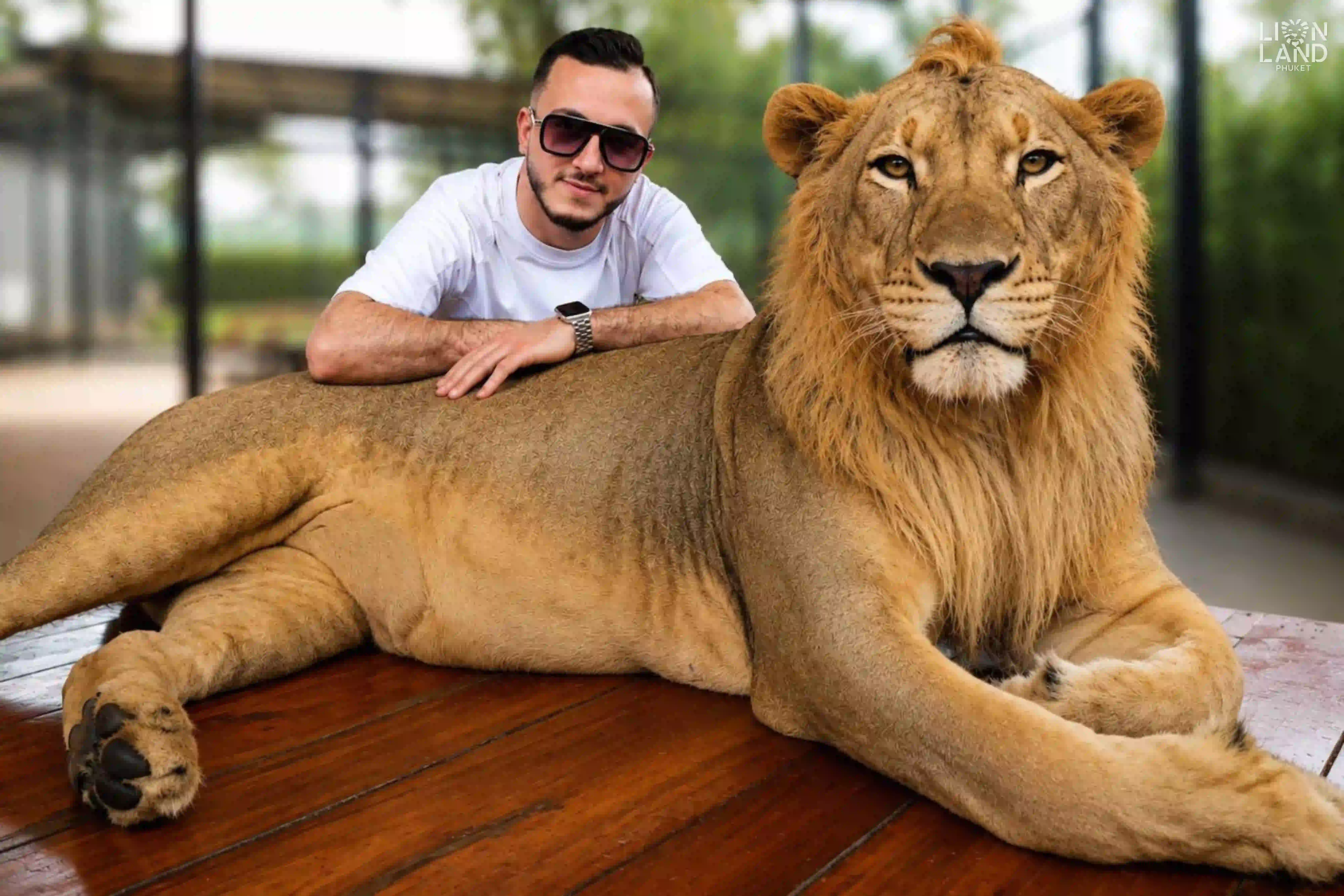 Big Lion