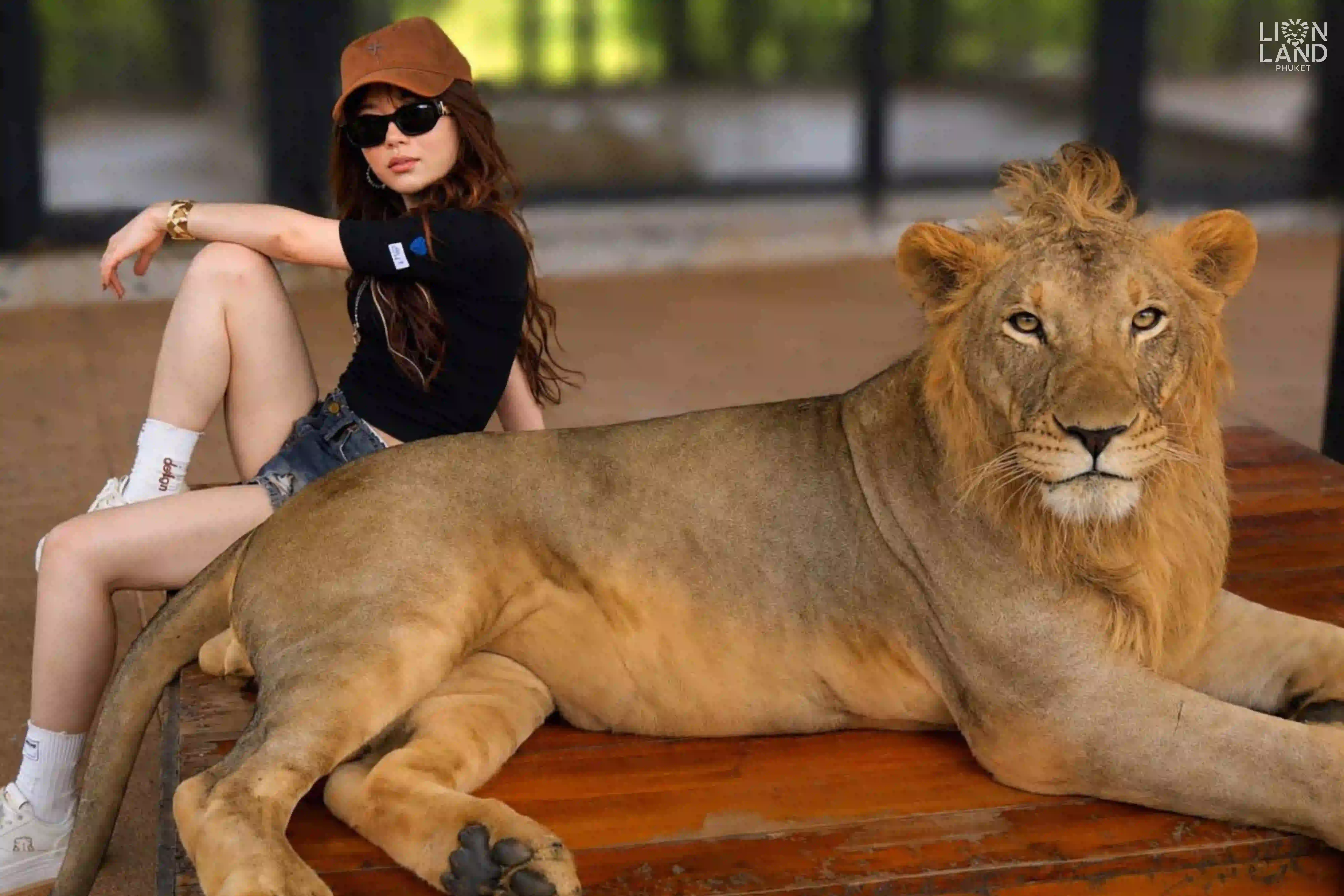 Big Lion