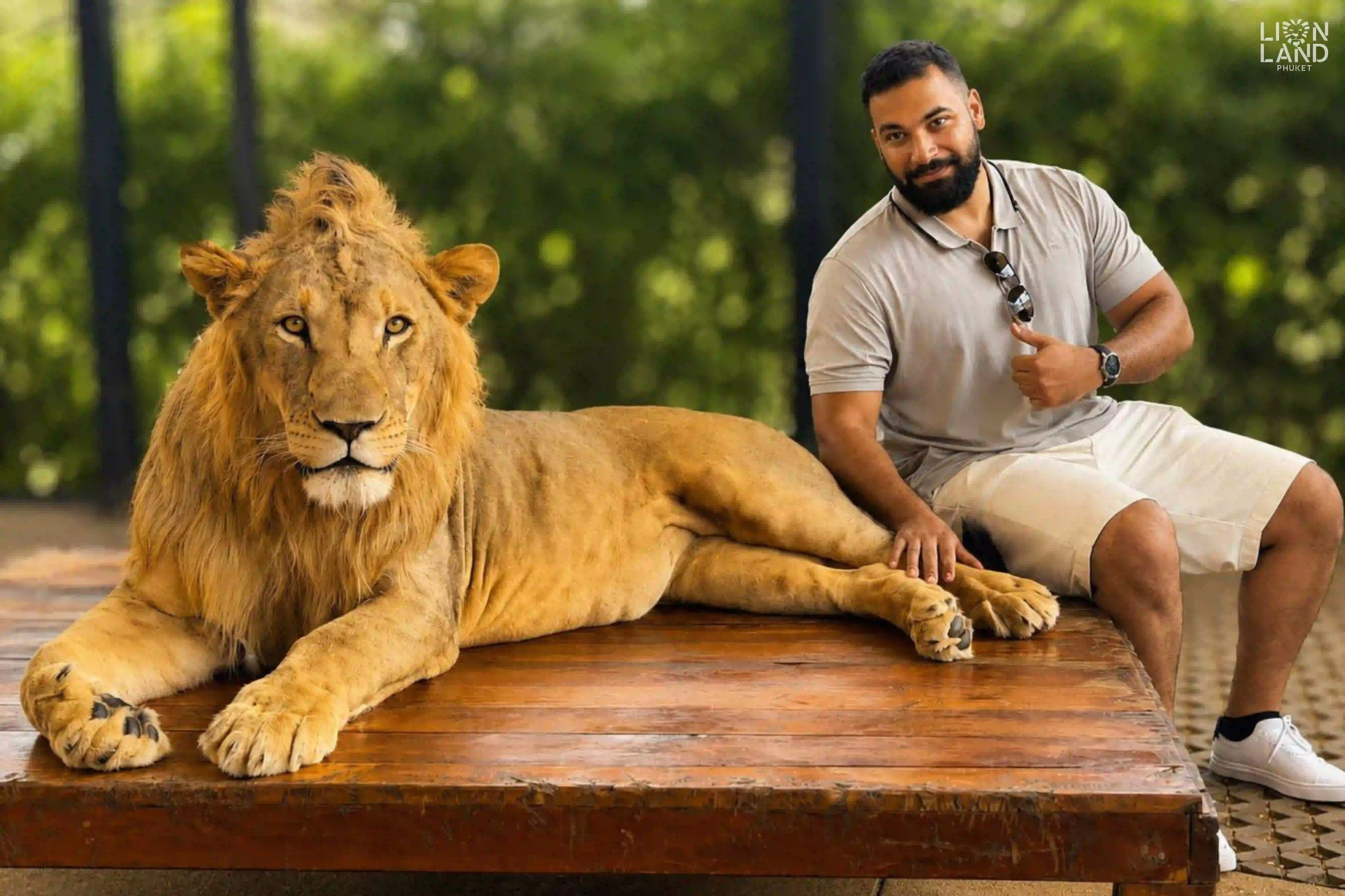 Big Lion