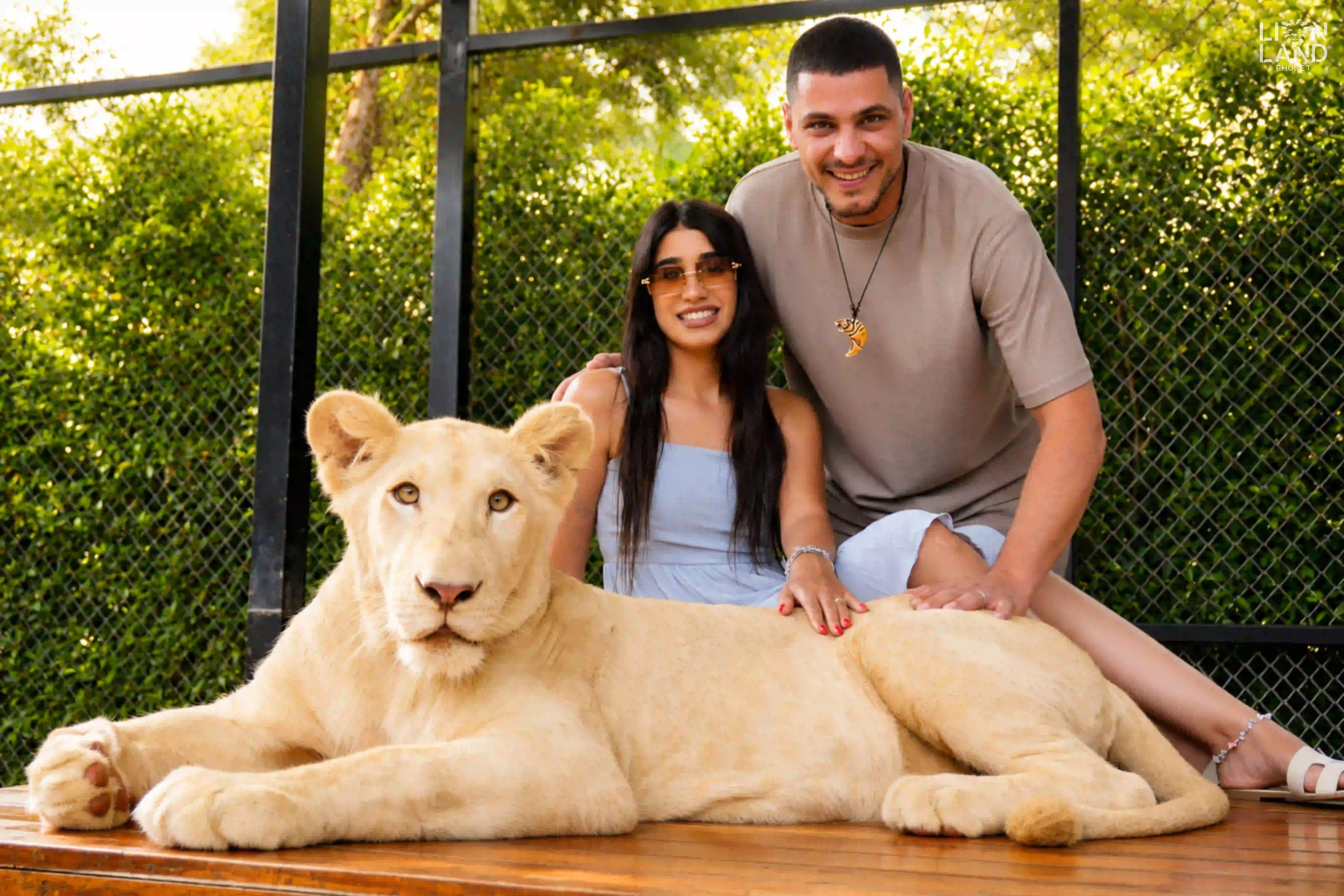 Small Lion
