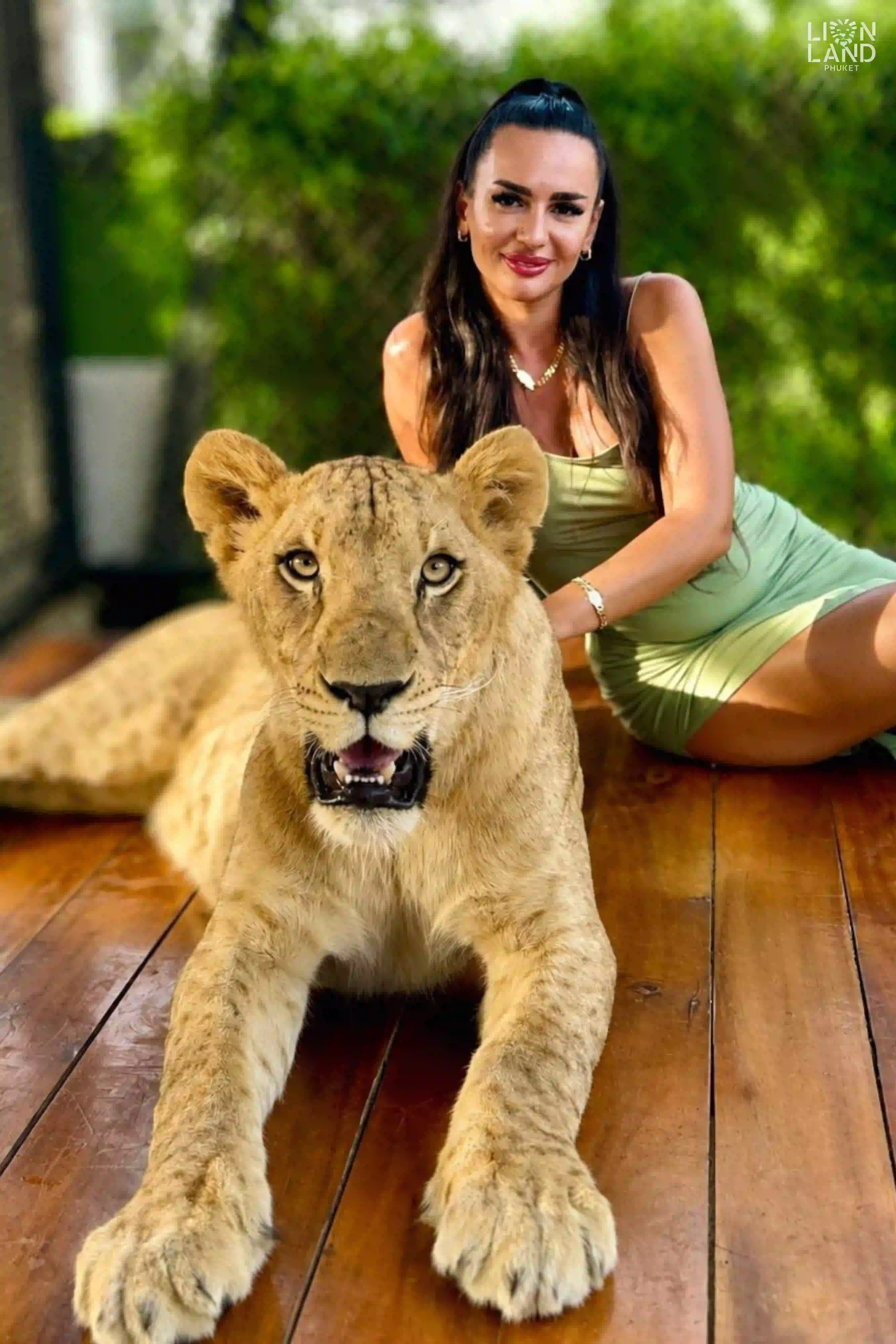Medium Lion