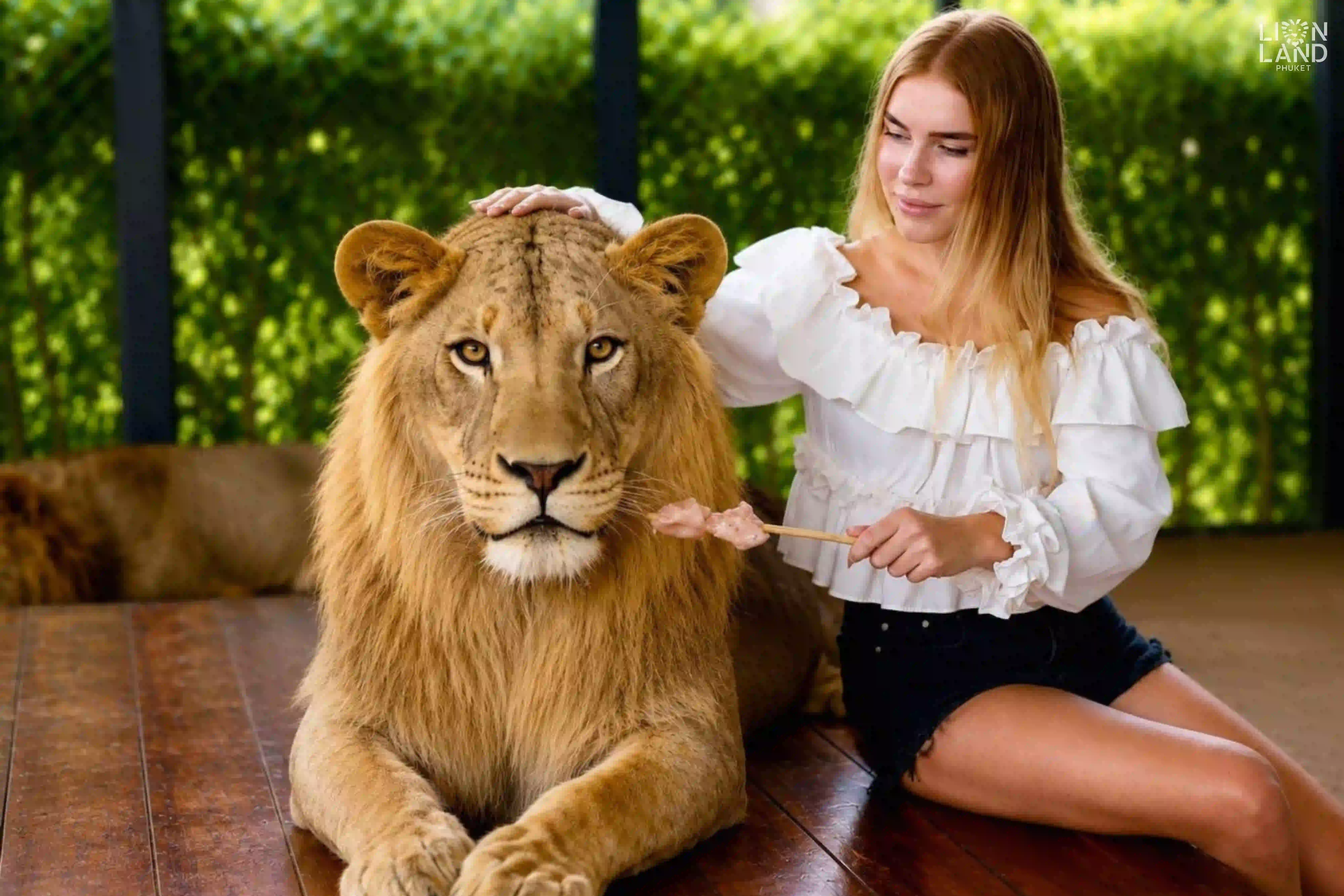 Big Lion