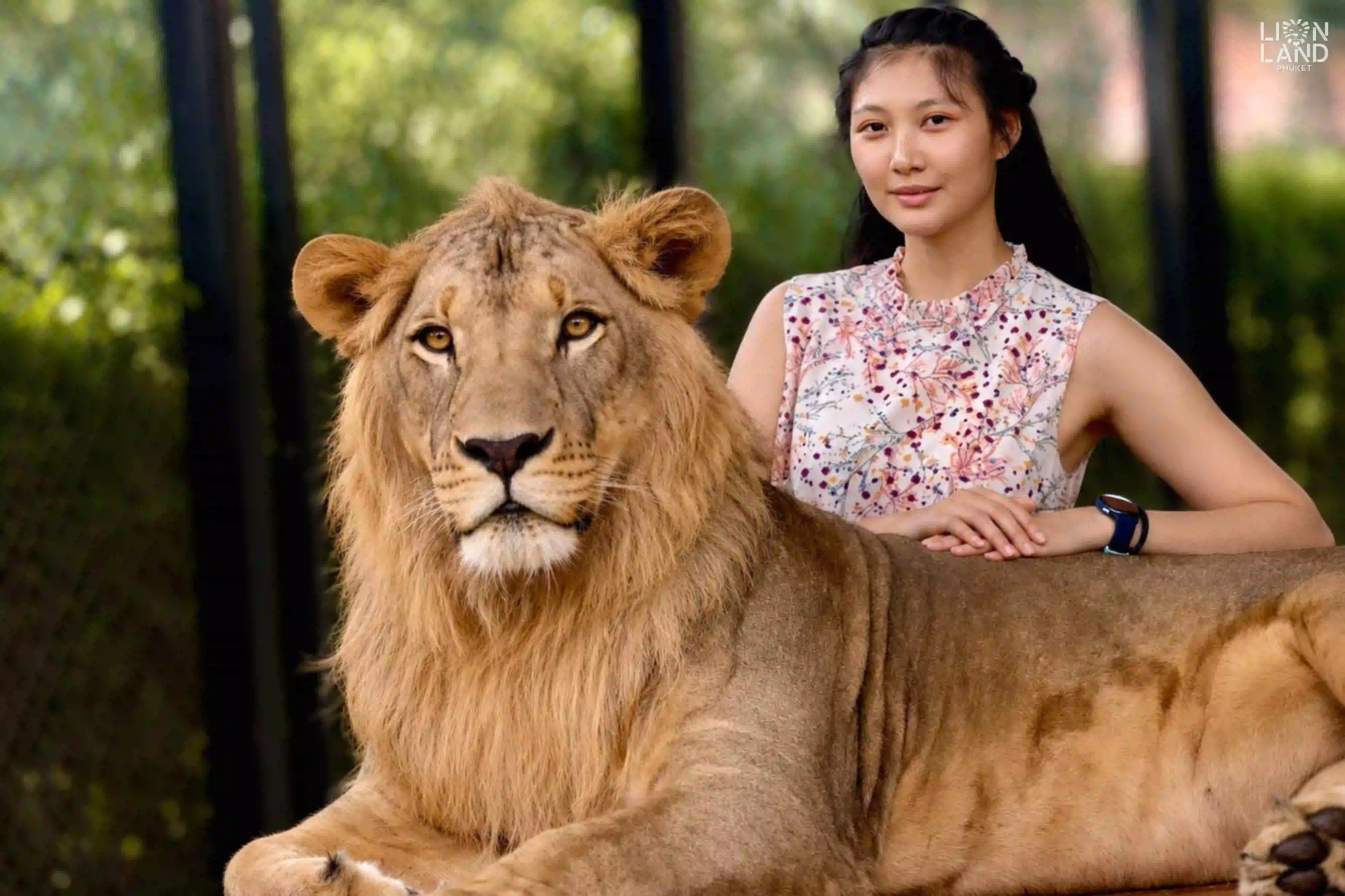 Big Lion