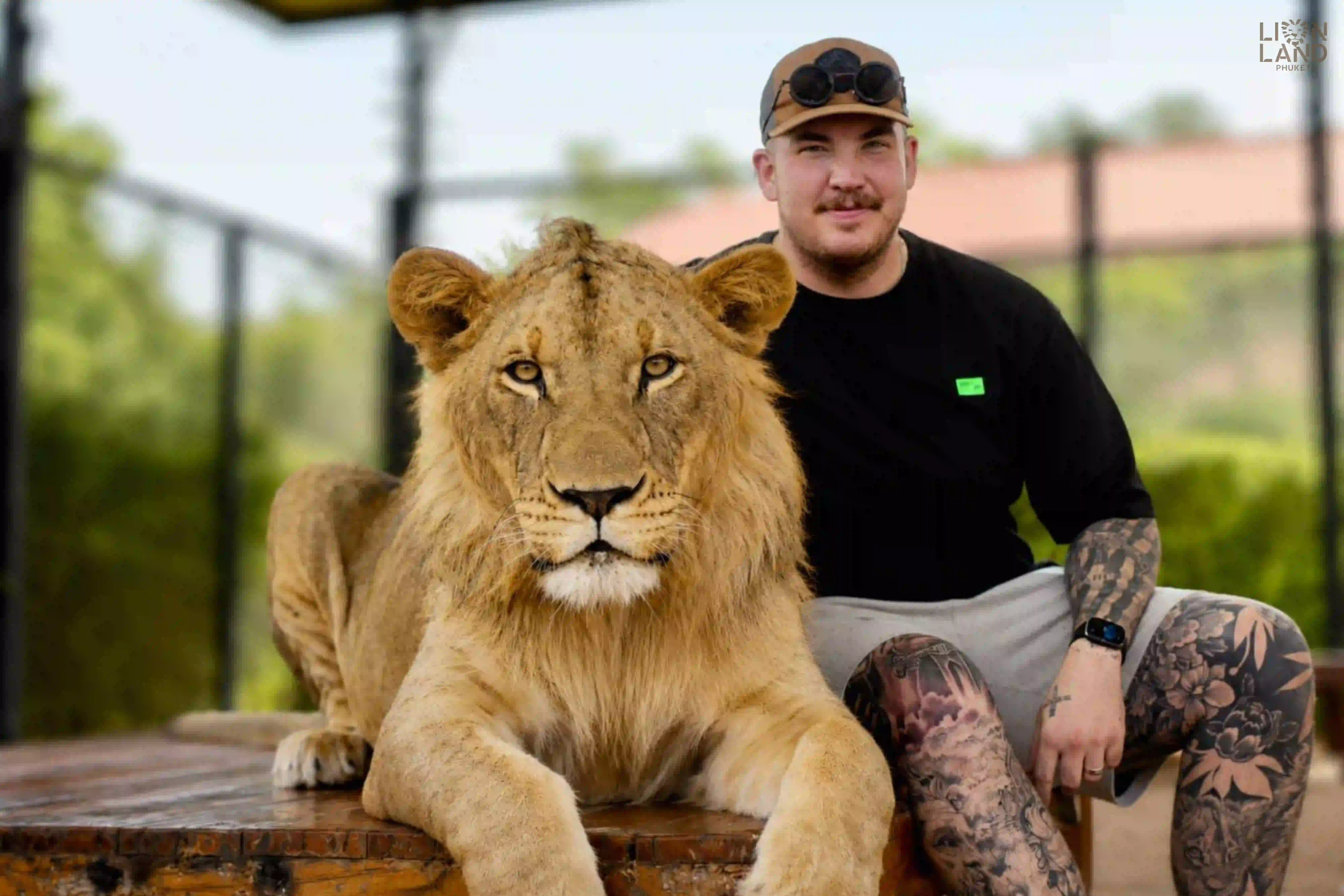 Big Lion