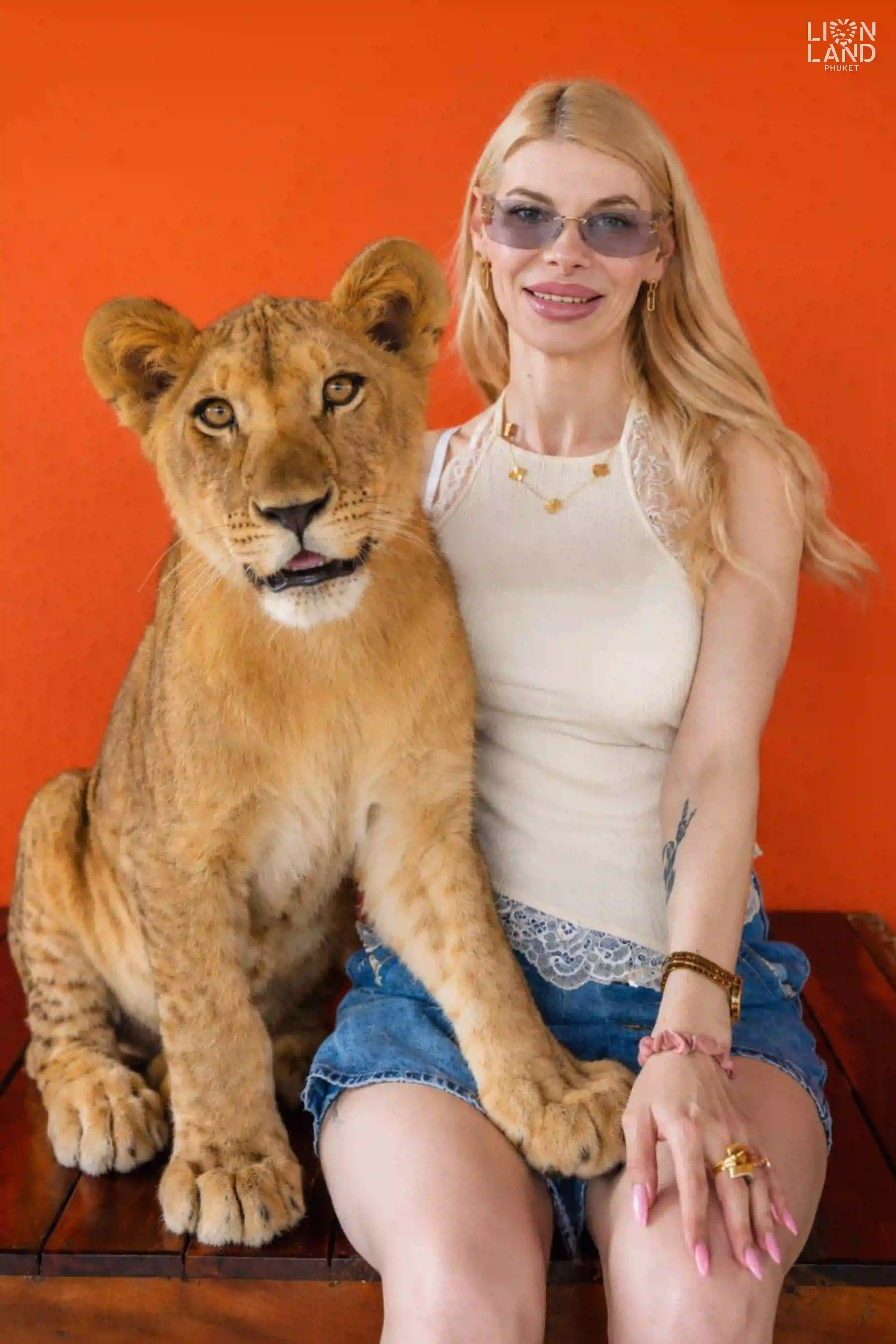 Baby Lion