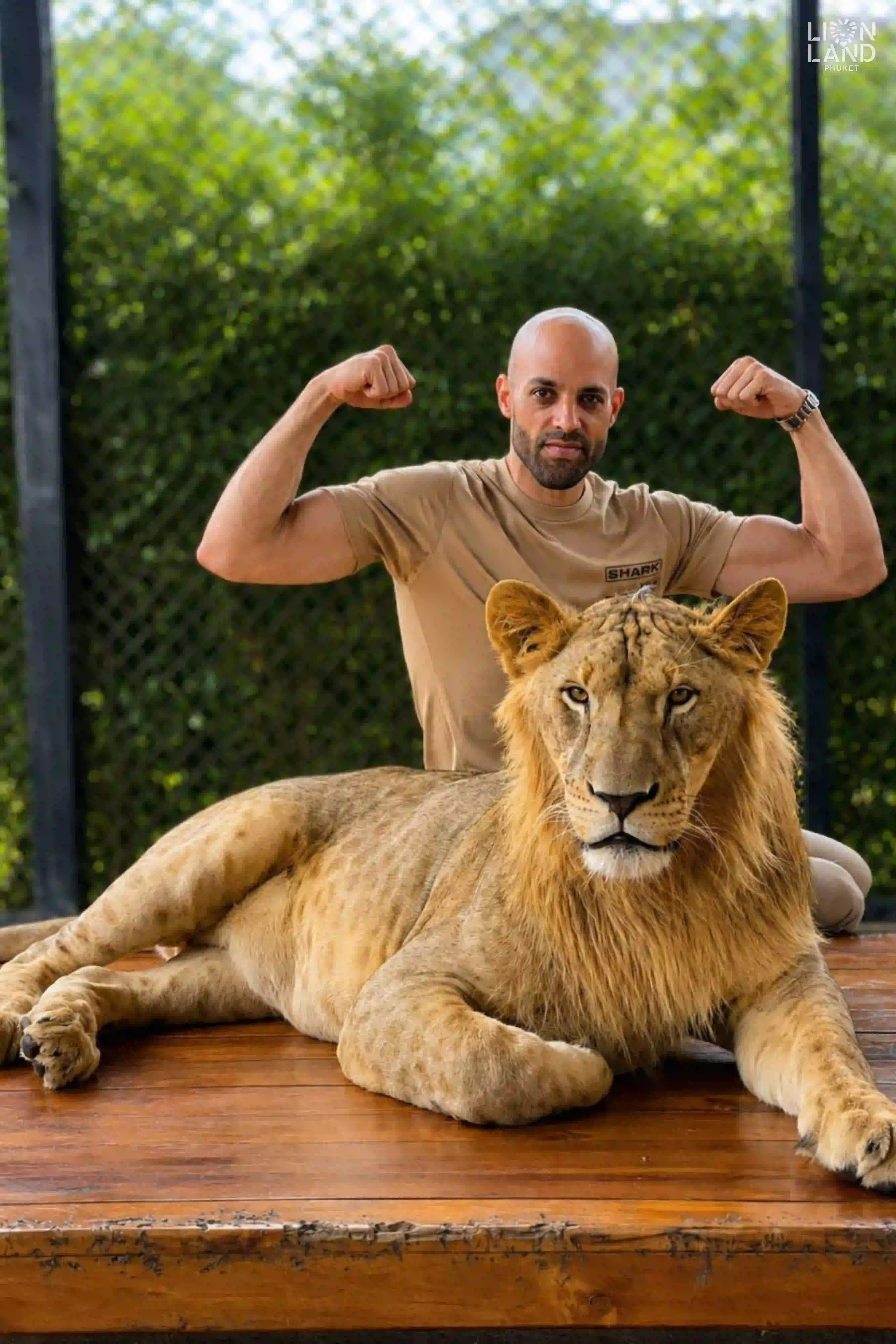 Medium Lion