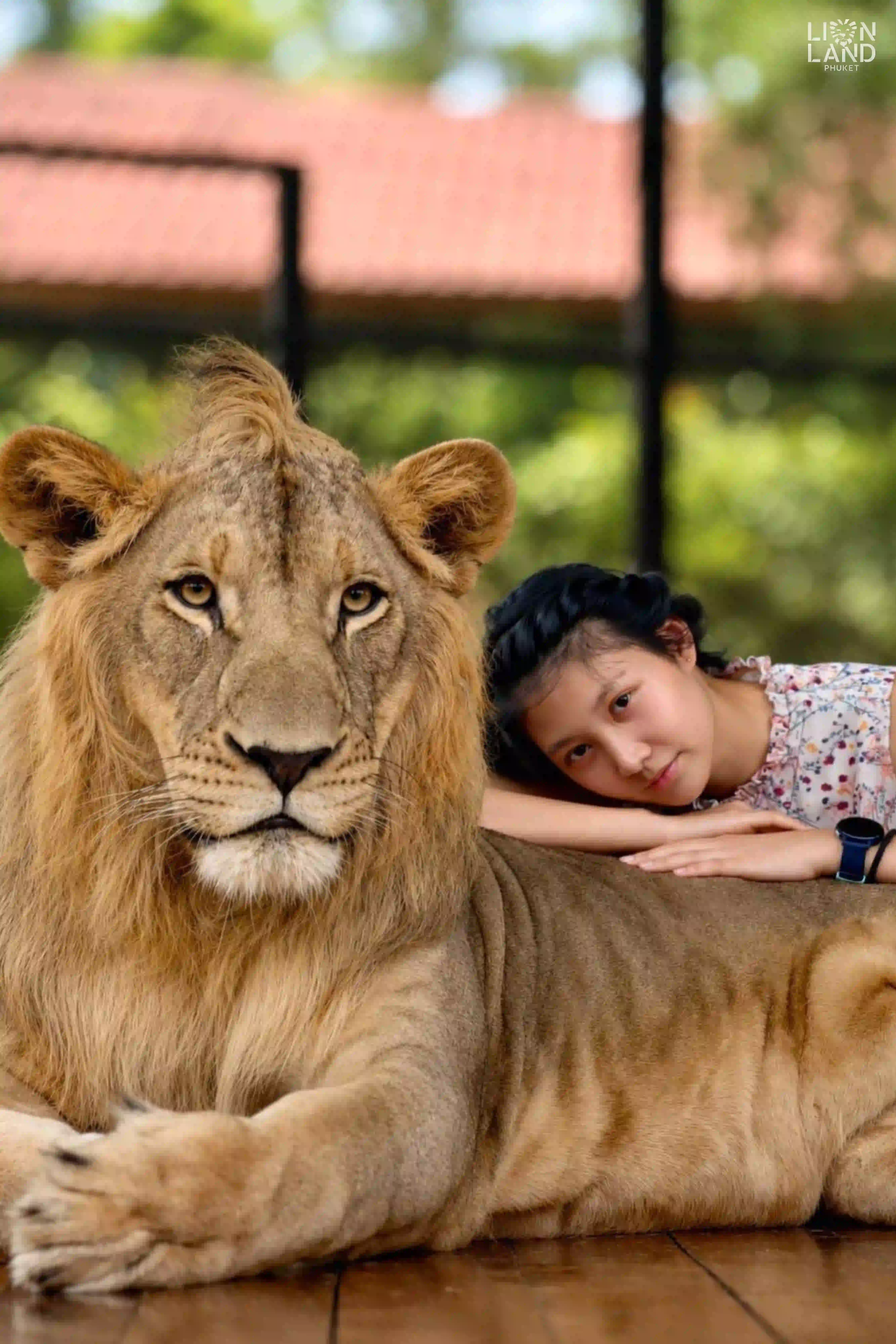 Big Lion