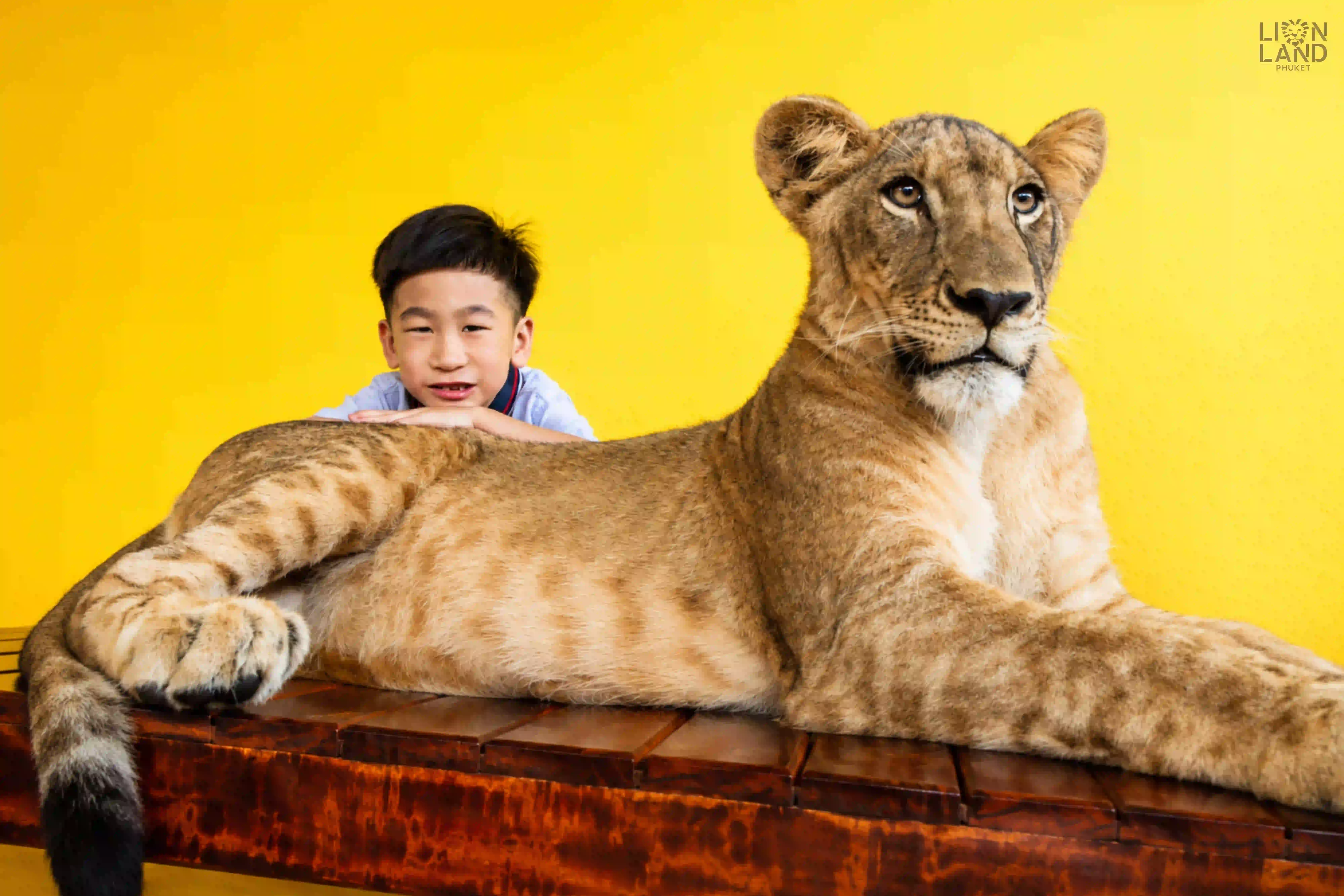 Young Lion