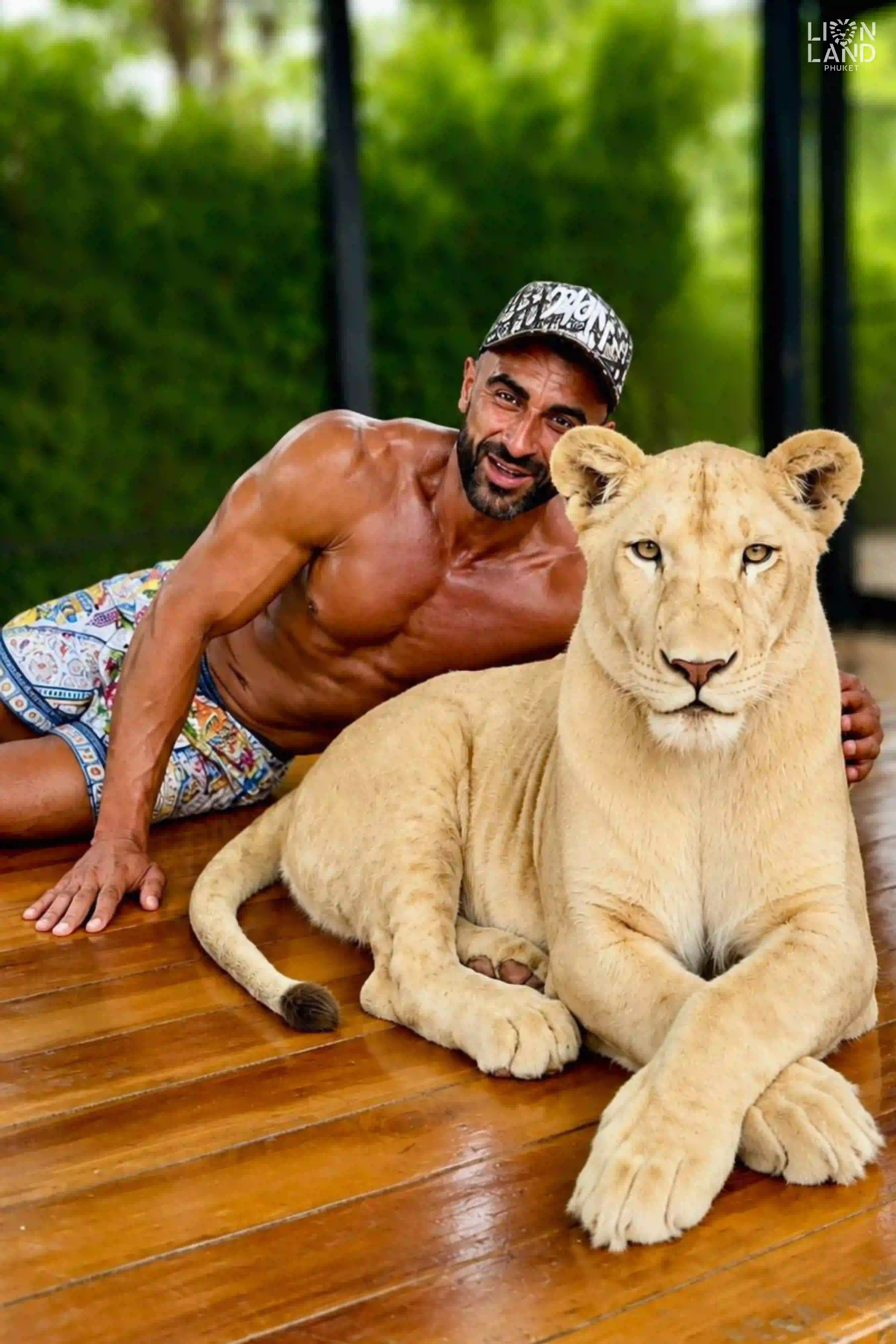 Small Lion