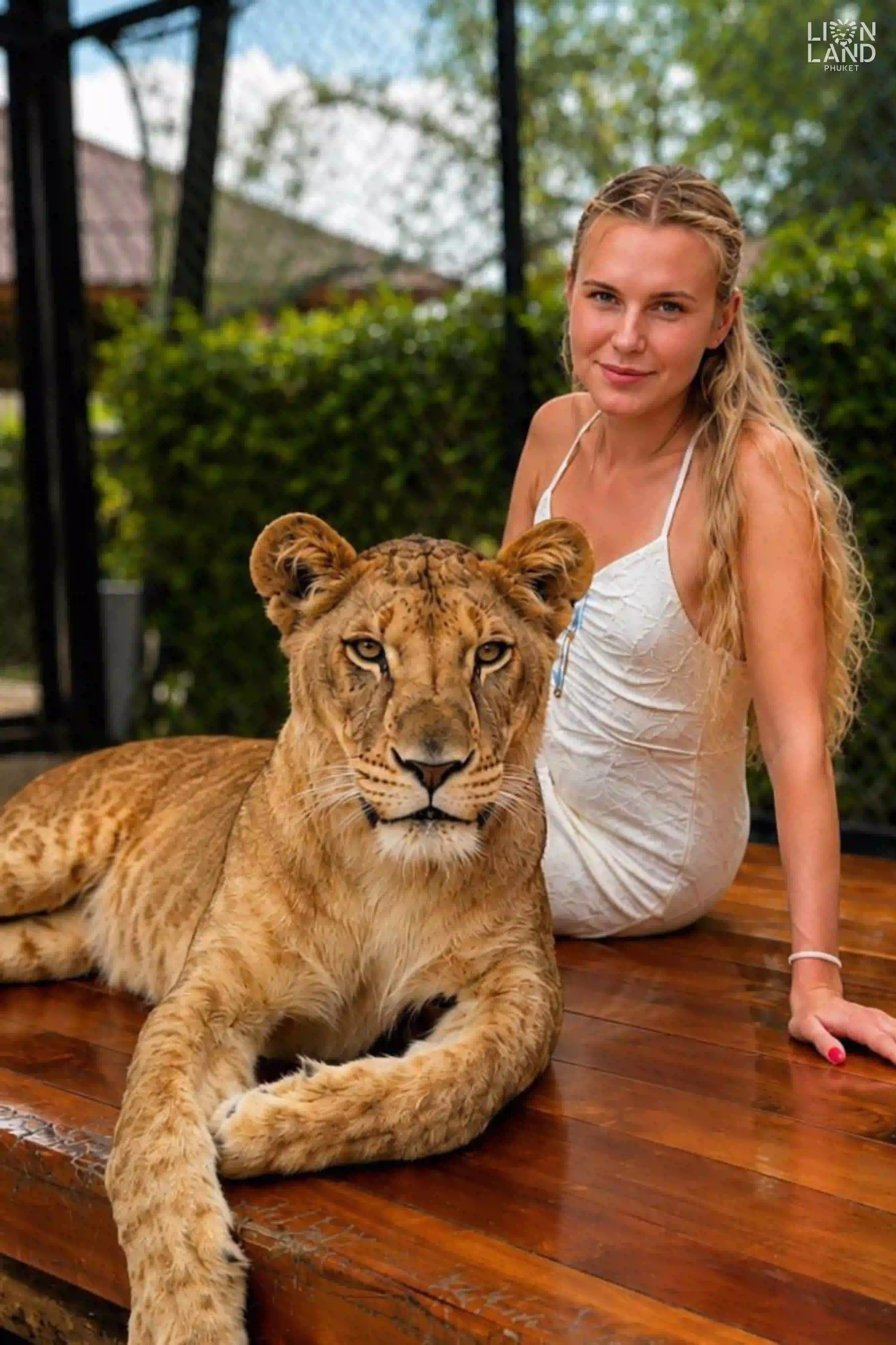Medium Lion