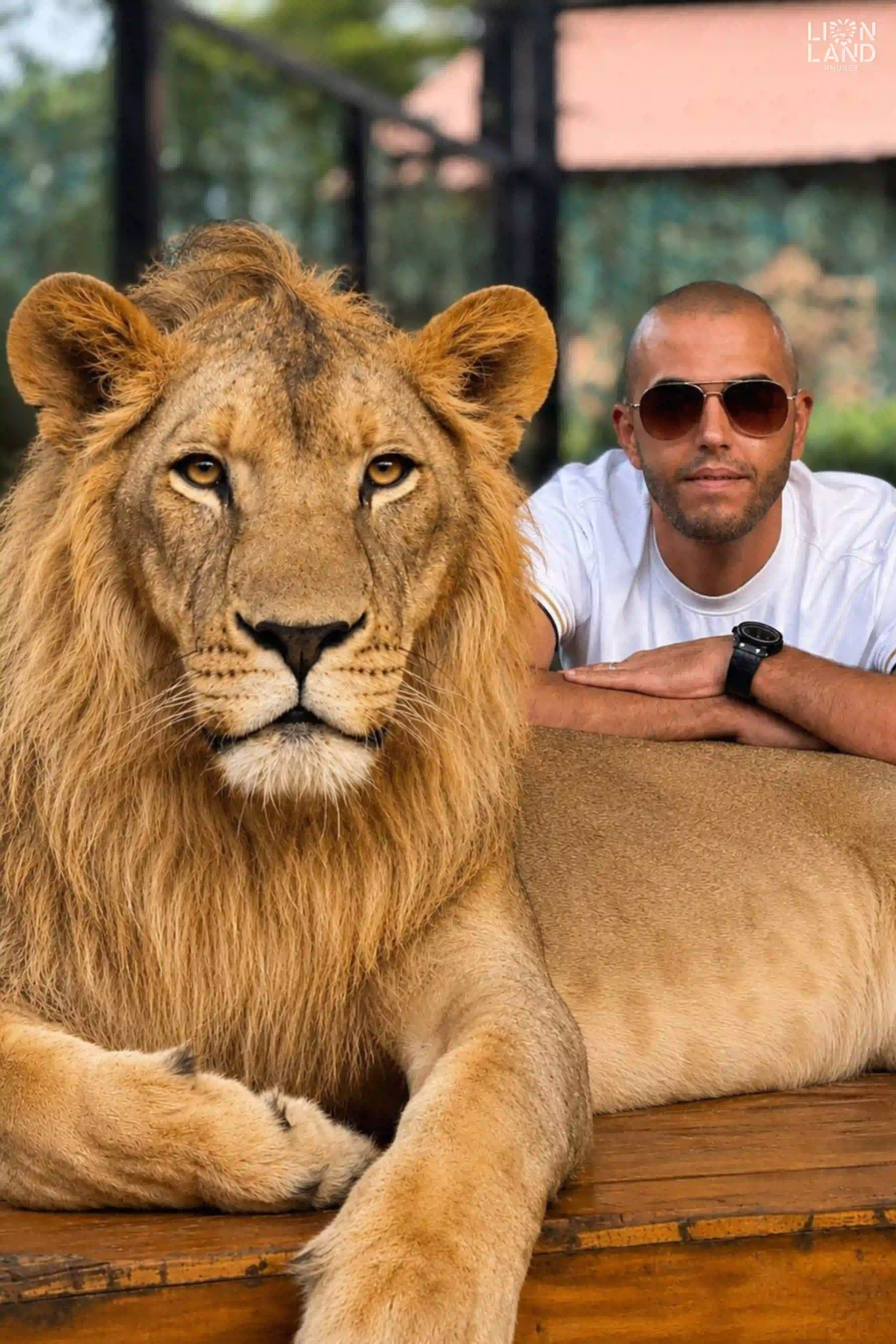 Big Lion