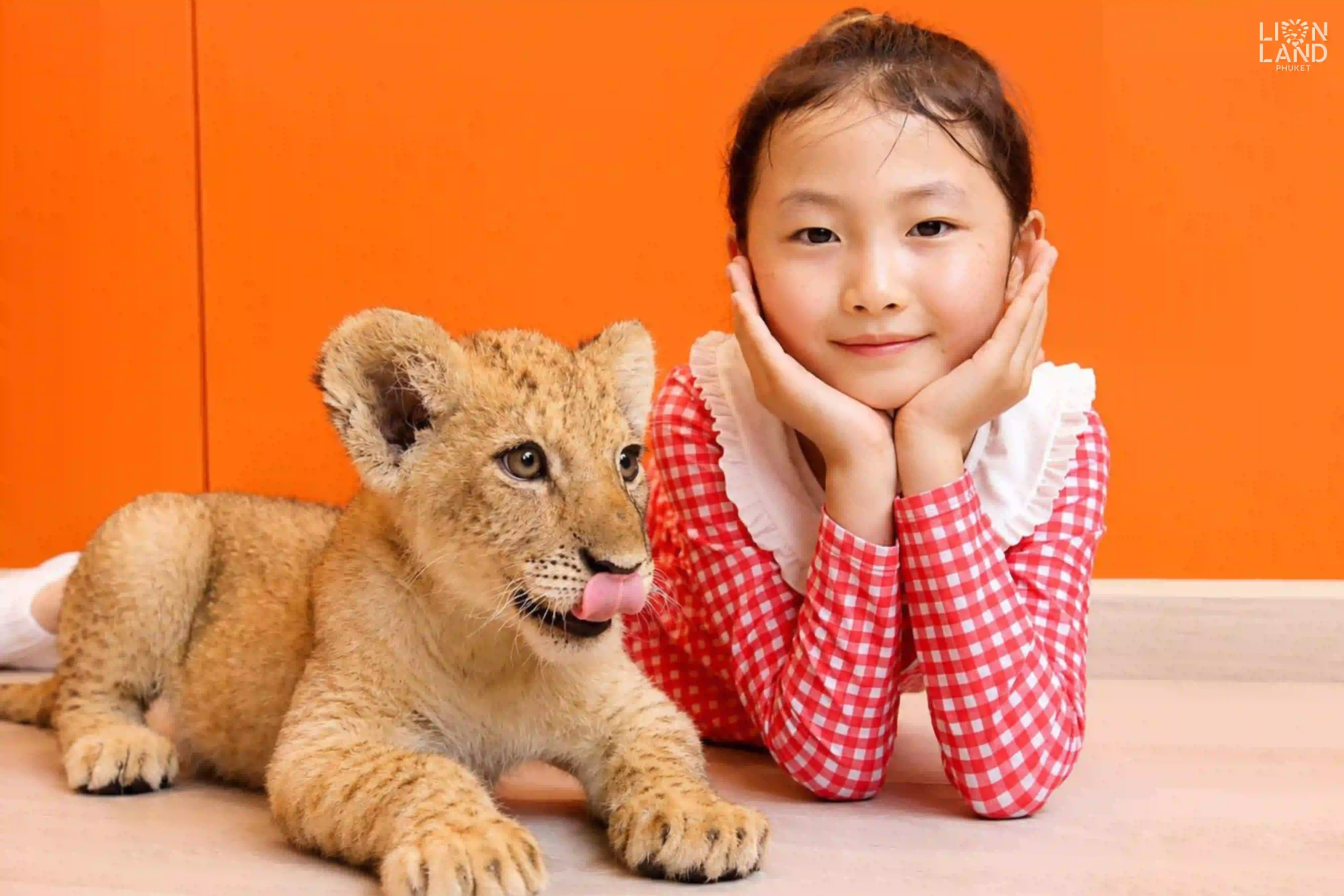 Lion Cub