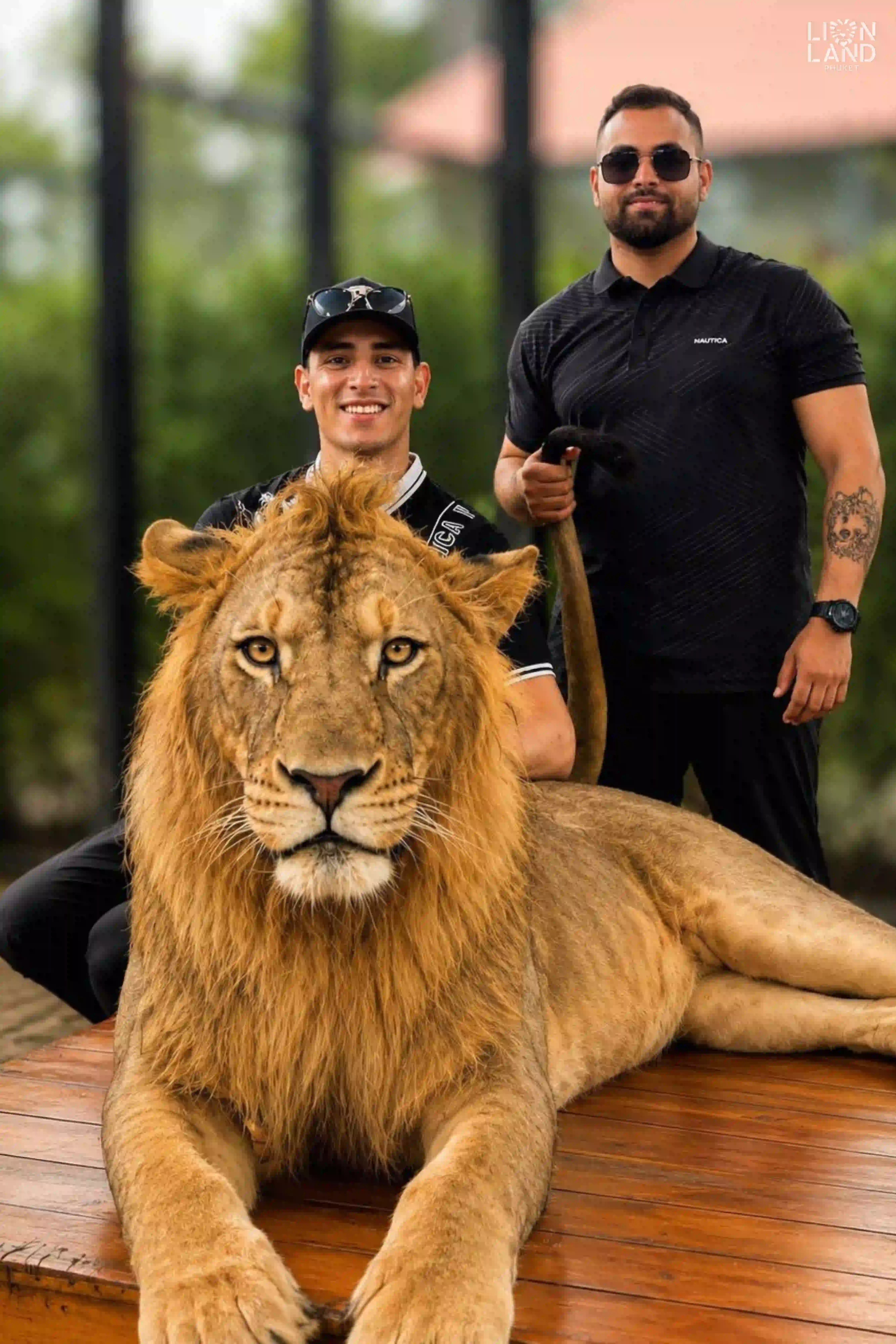 Big Lion