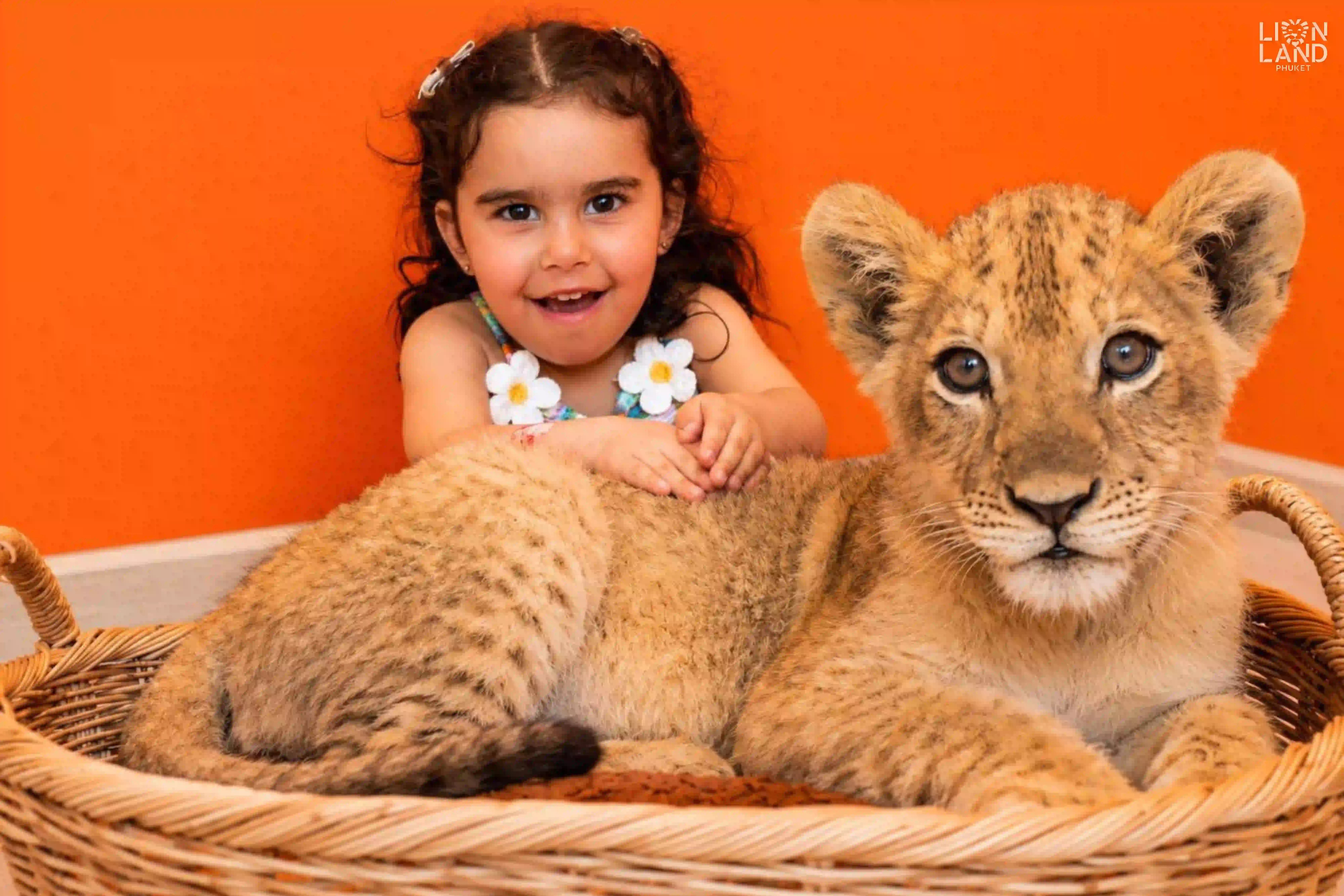 Lion Cub