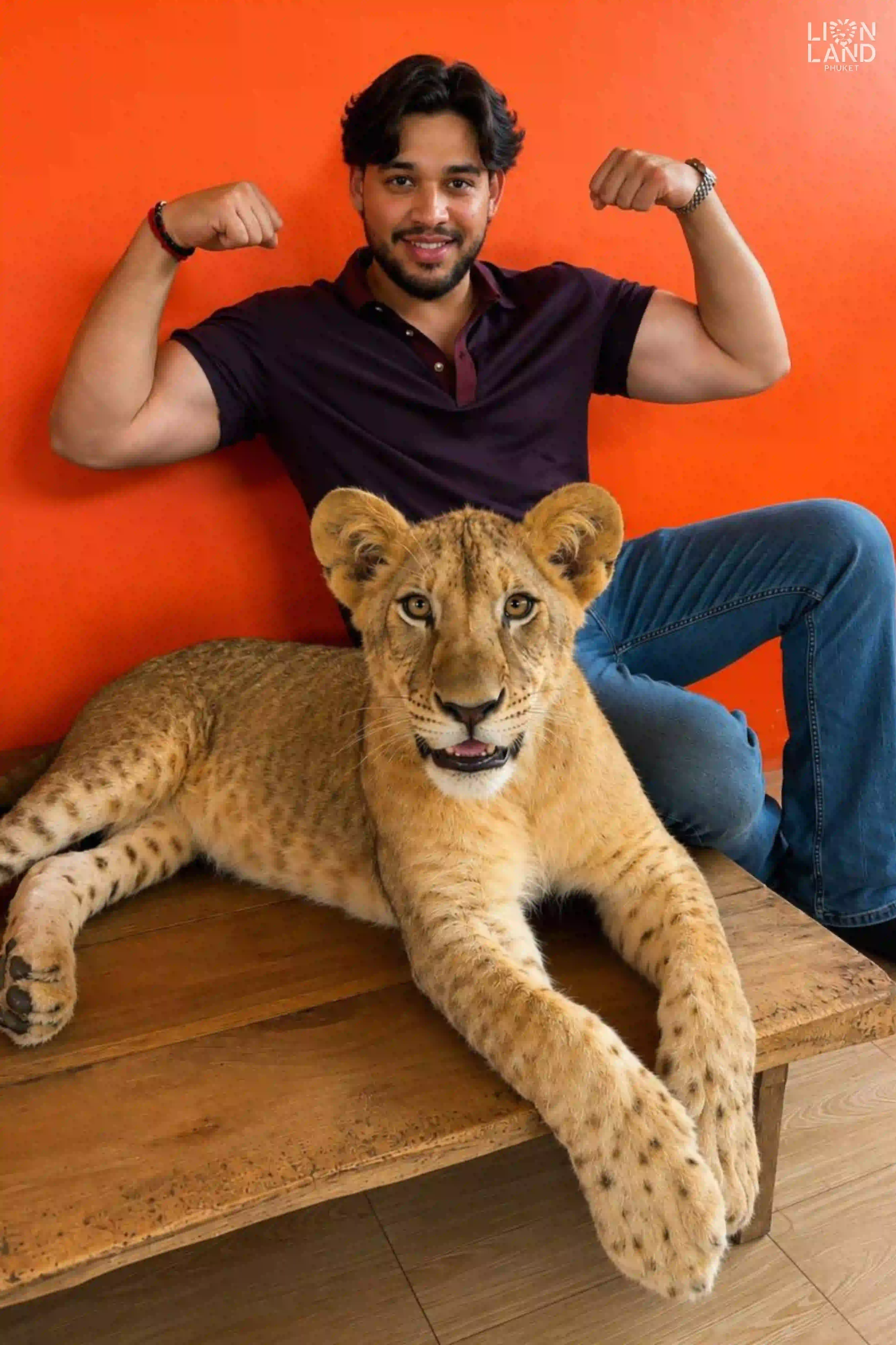 Baby Lion