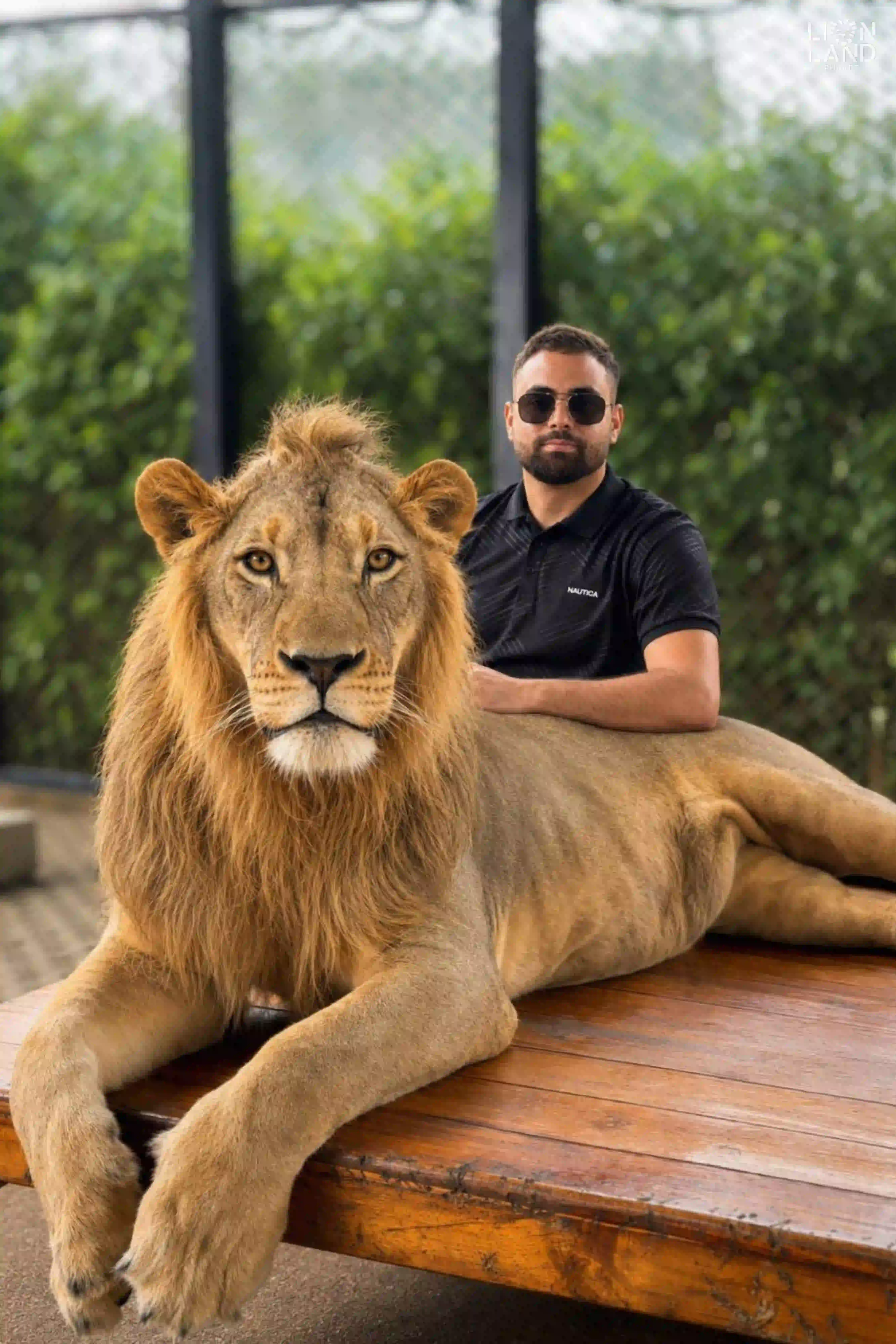 Big Lion