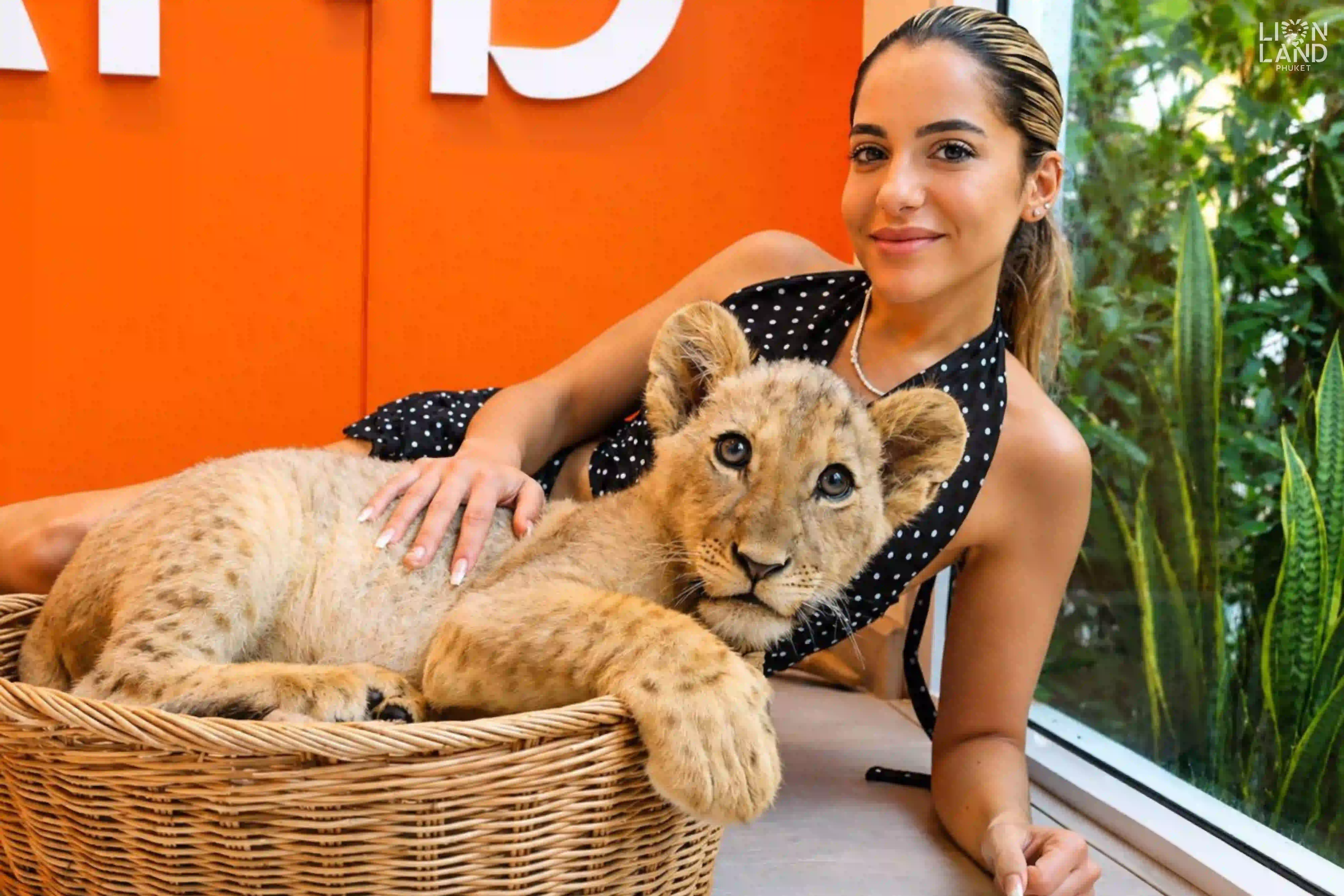 Lion Cub
