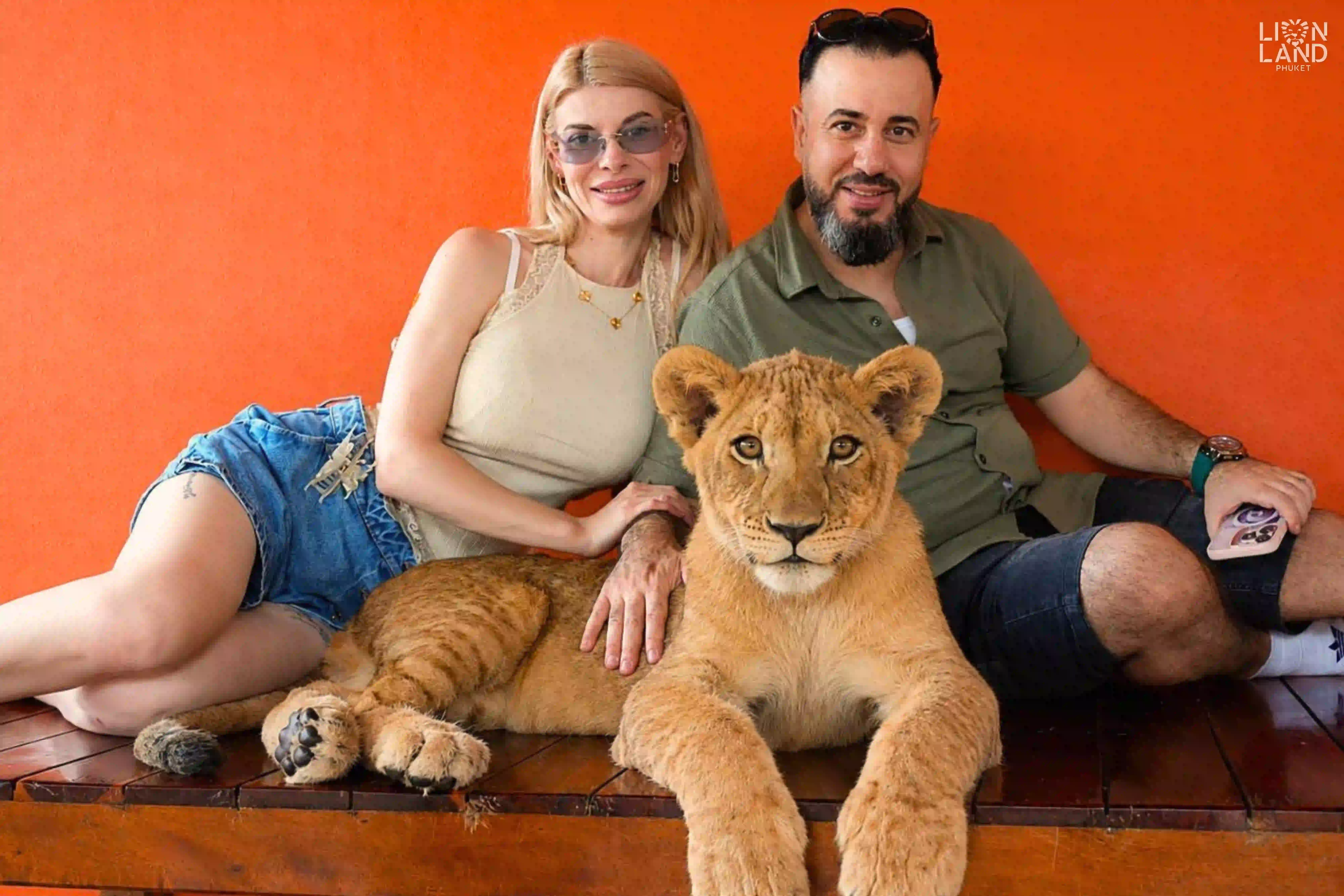 Baby Lion