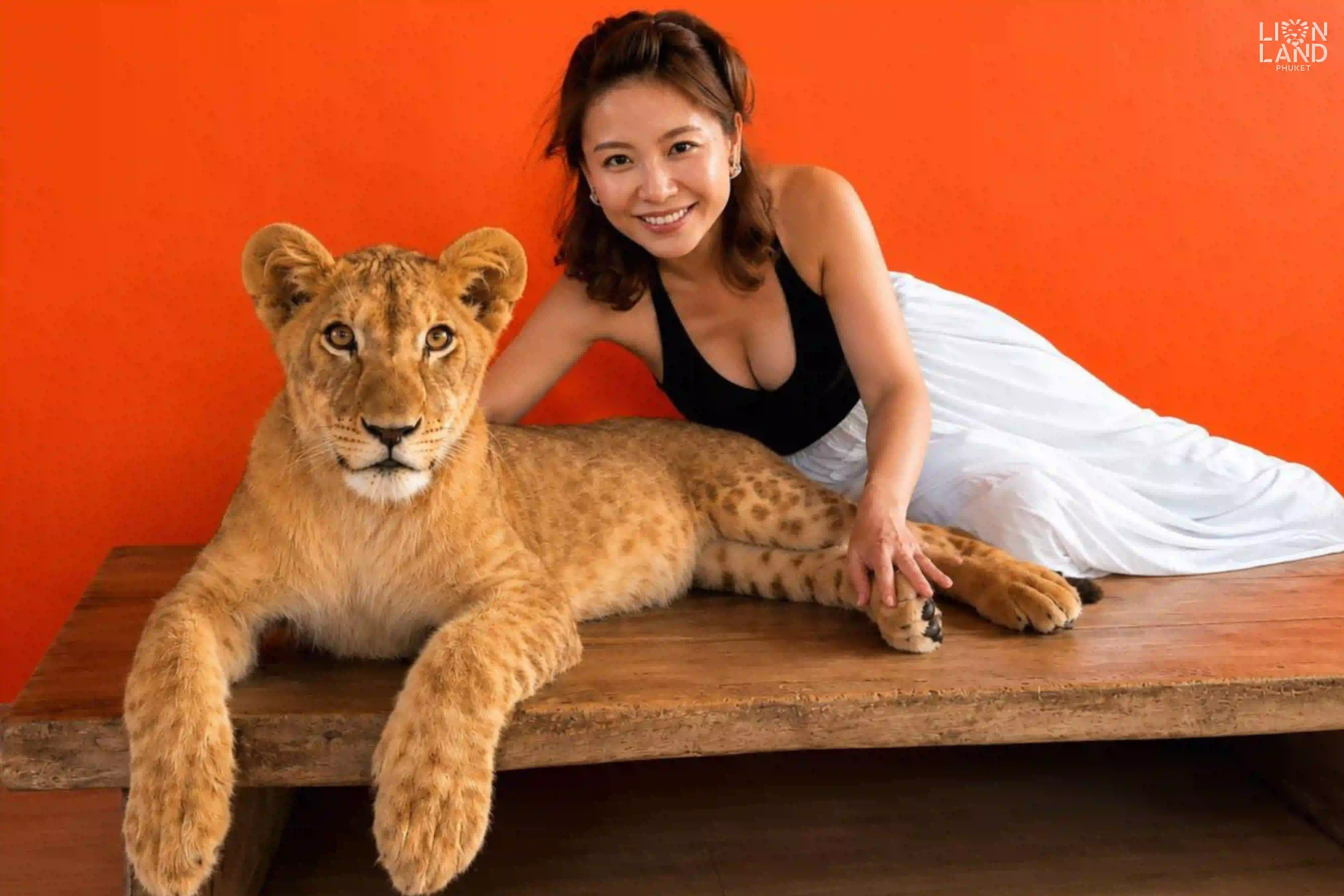 Baby Lion
