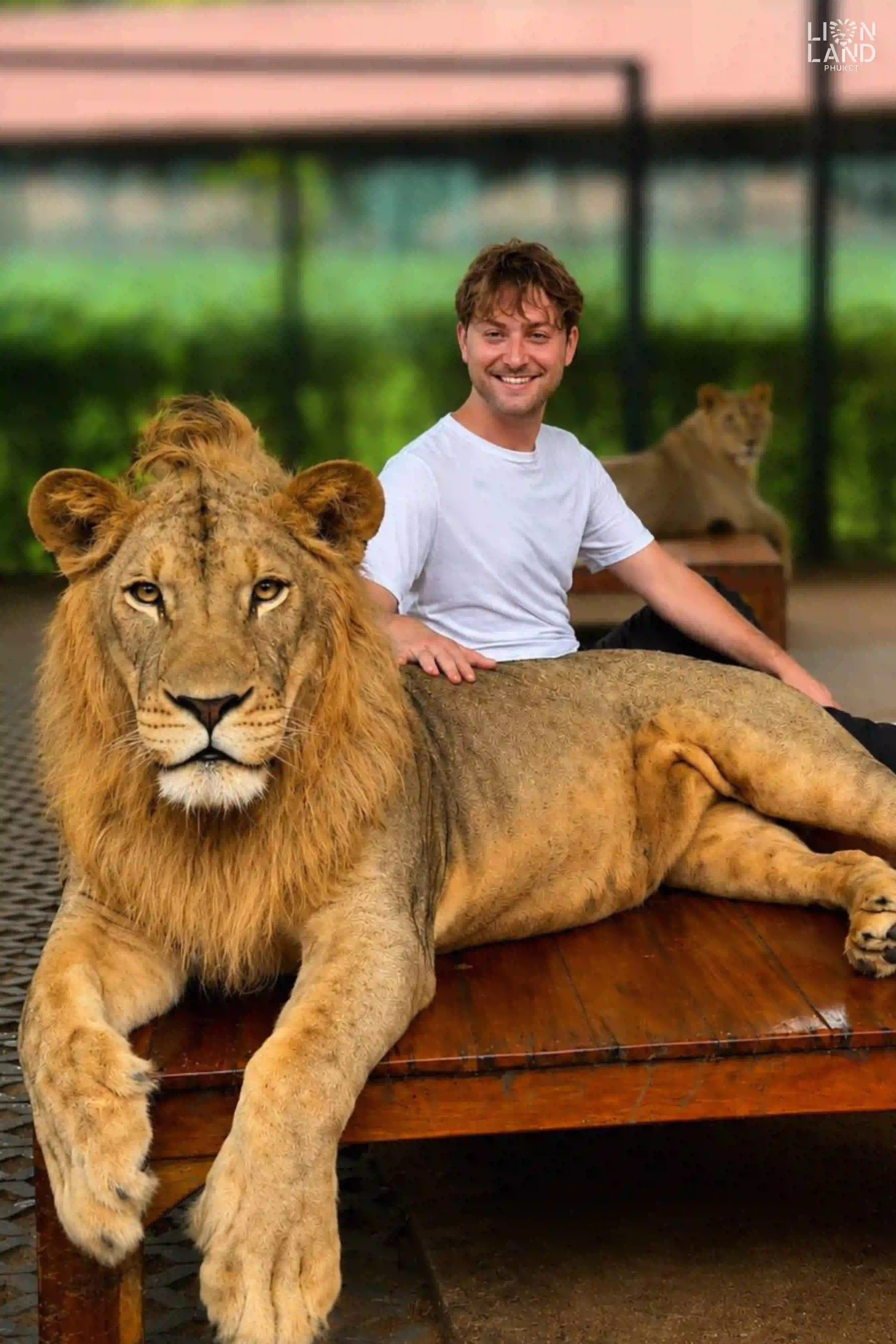 Big Lion
