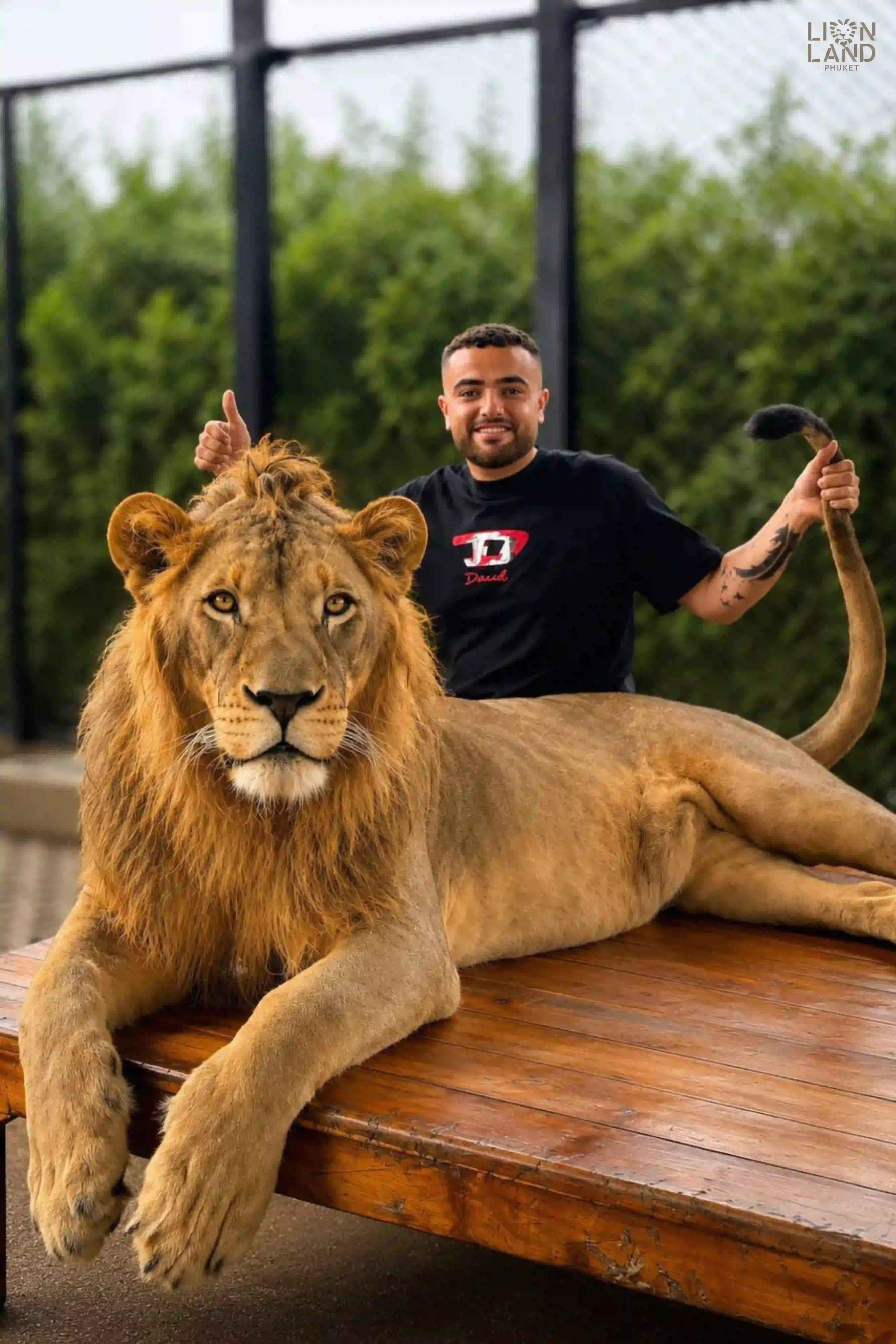 Big Lion