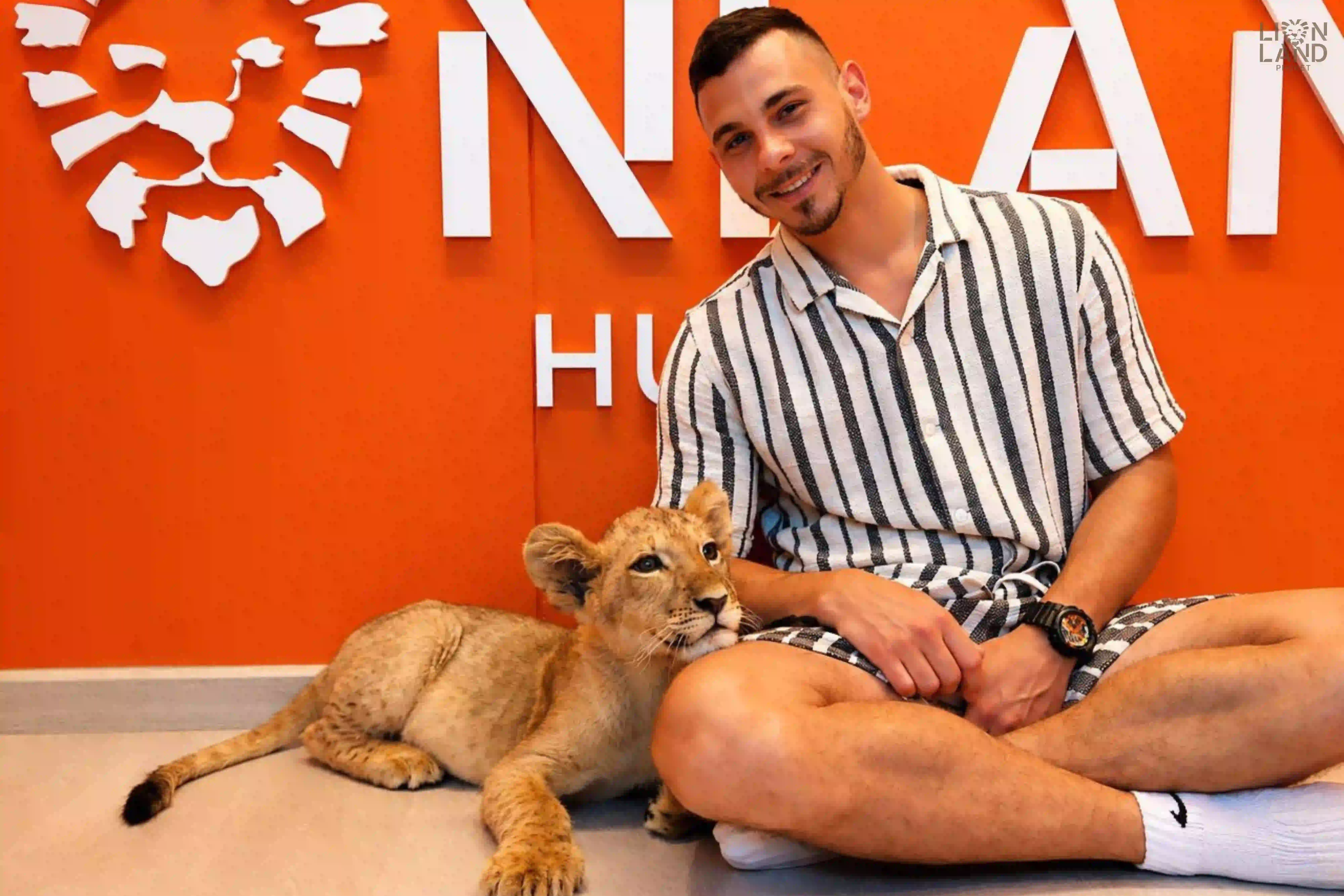 Lion Cub