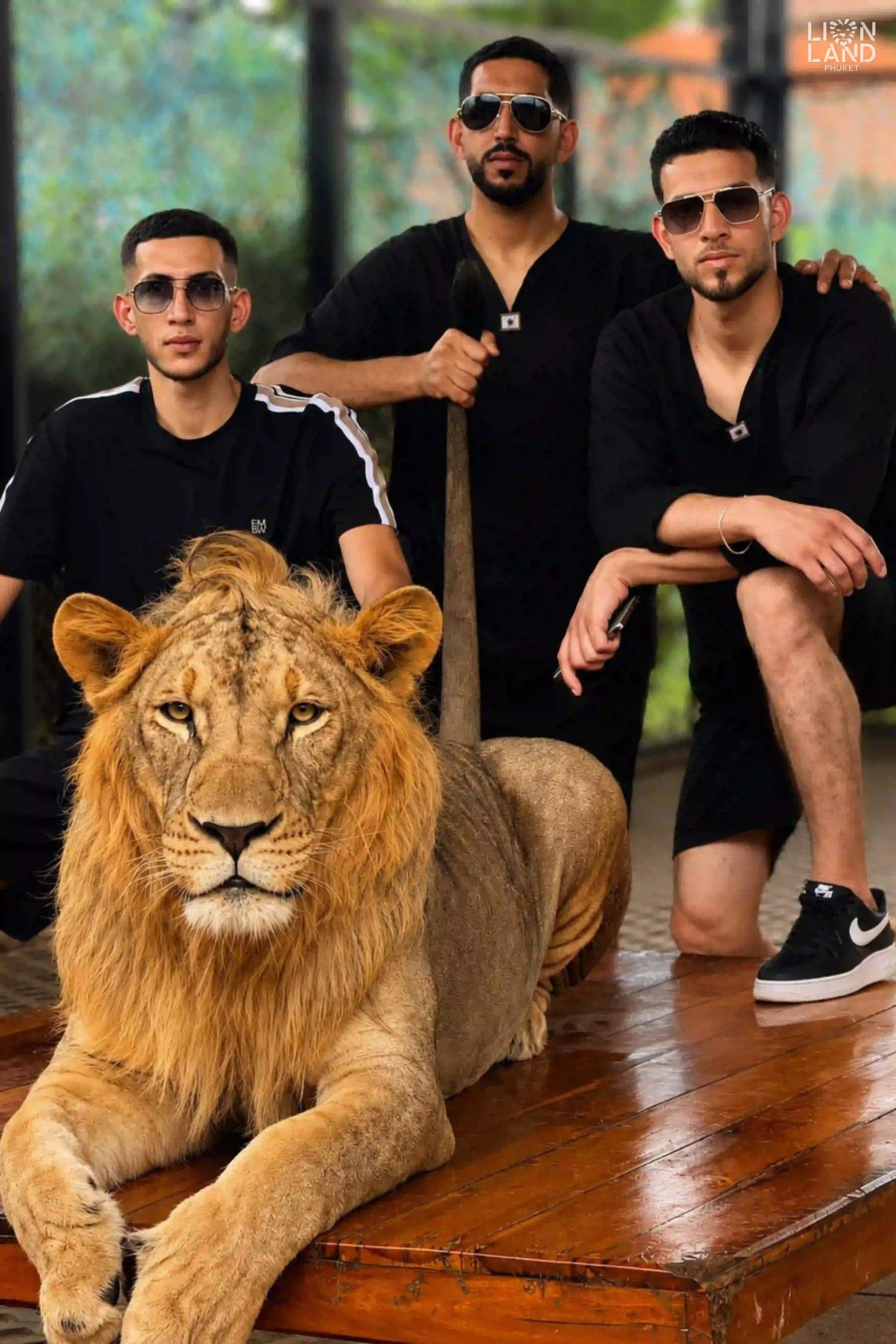 Big Lion