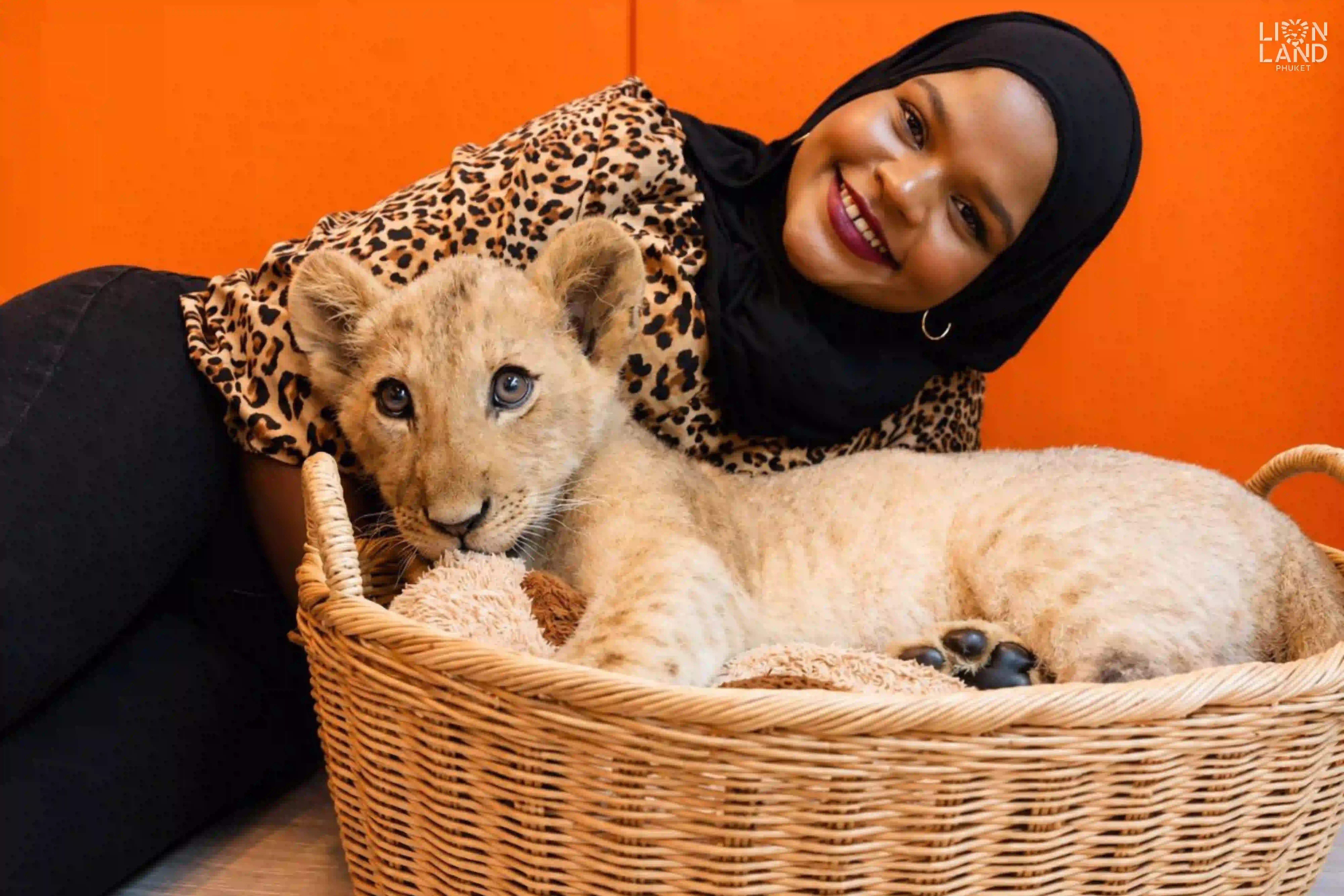 Lion Cub