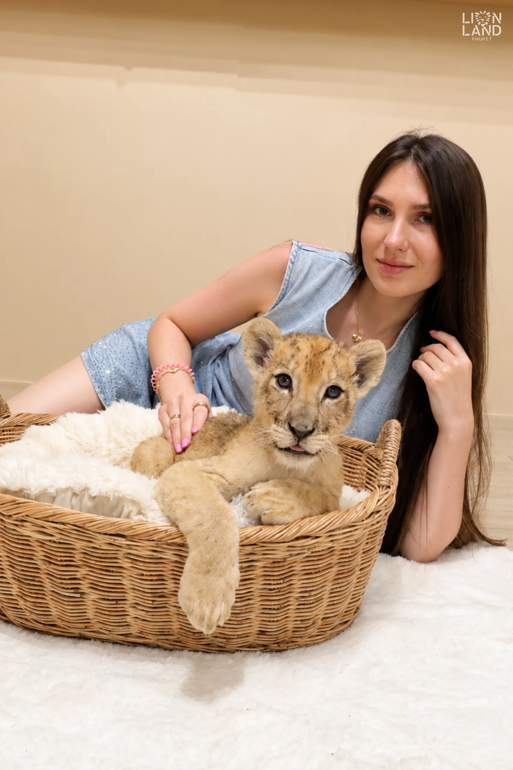 Newborn lion