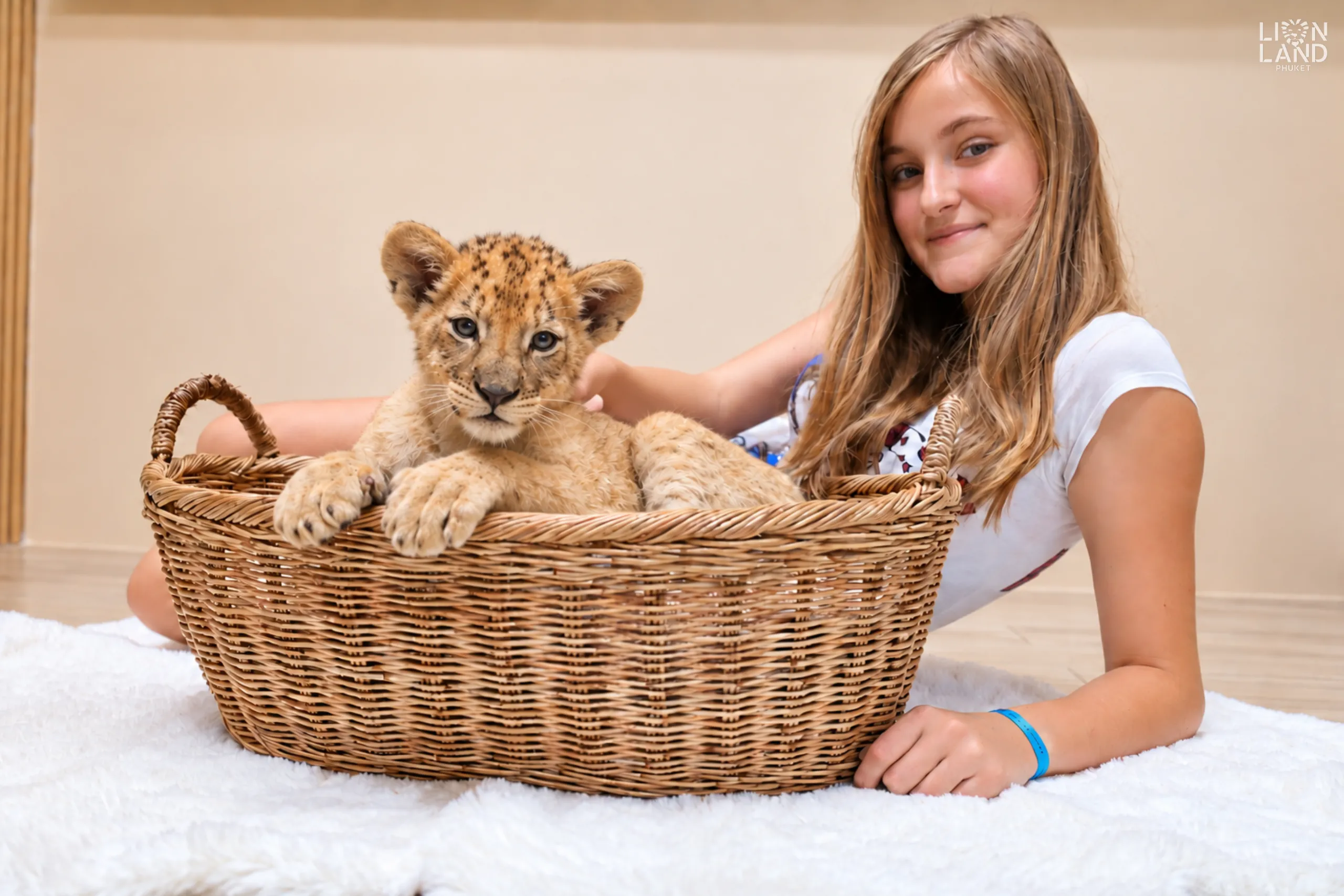 Newborn lion