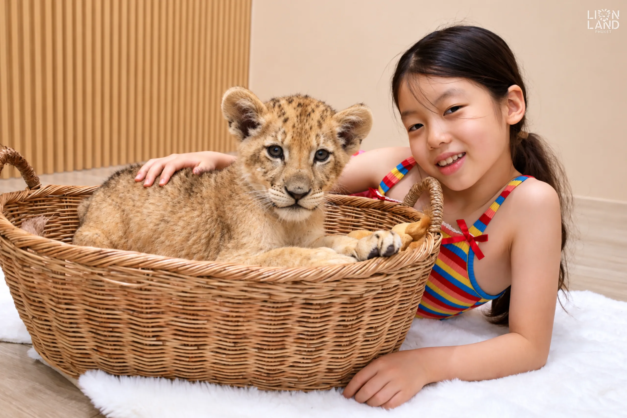 Newborn lion