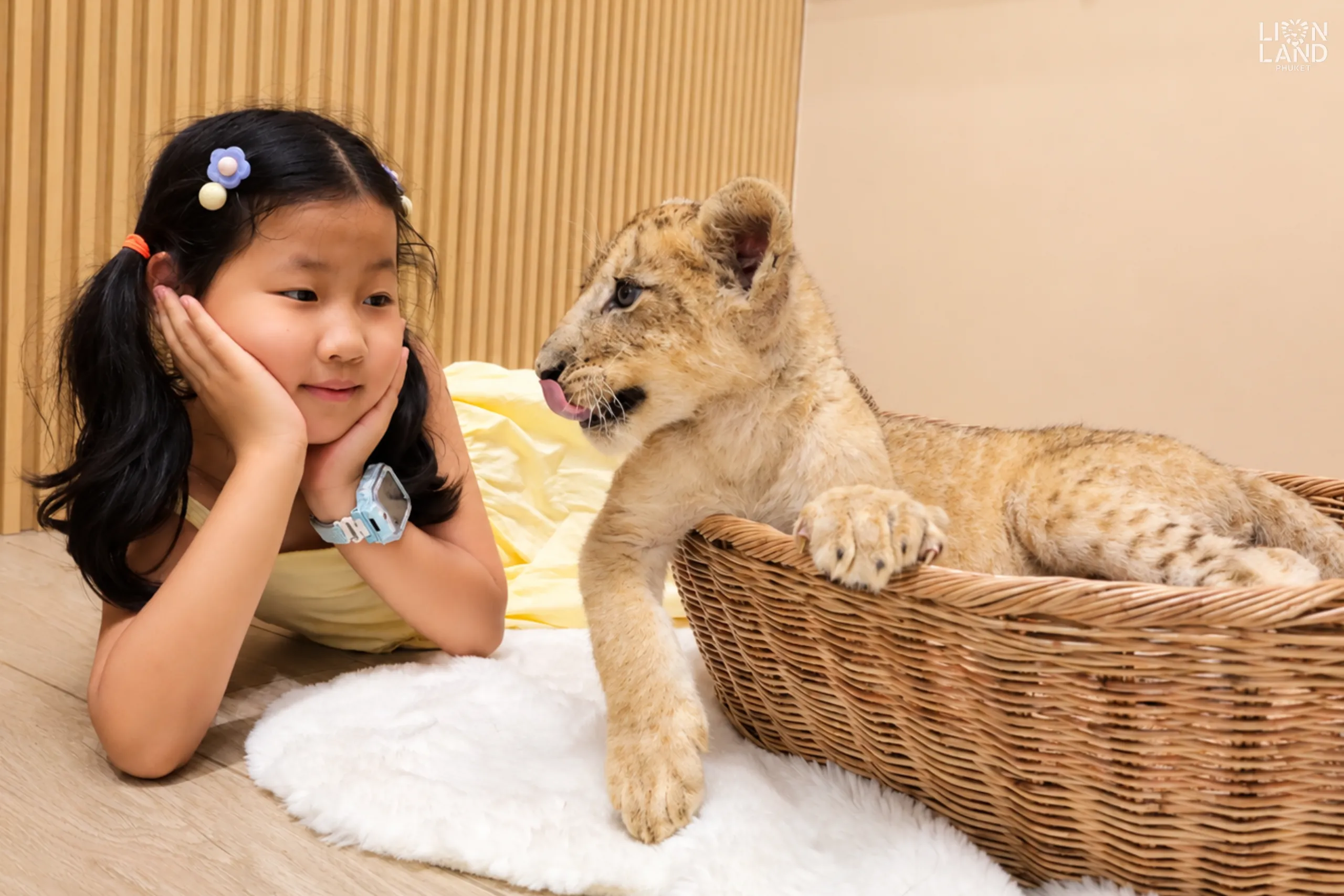 Newborn lion