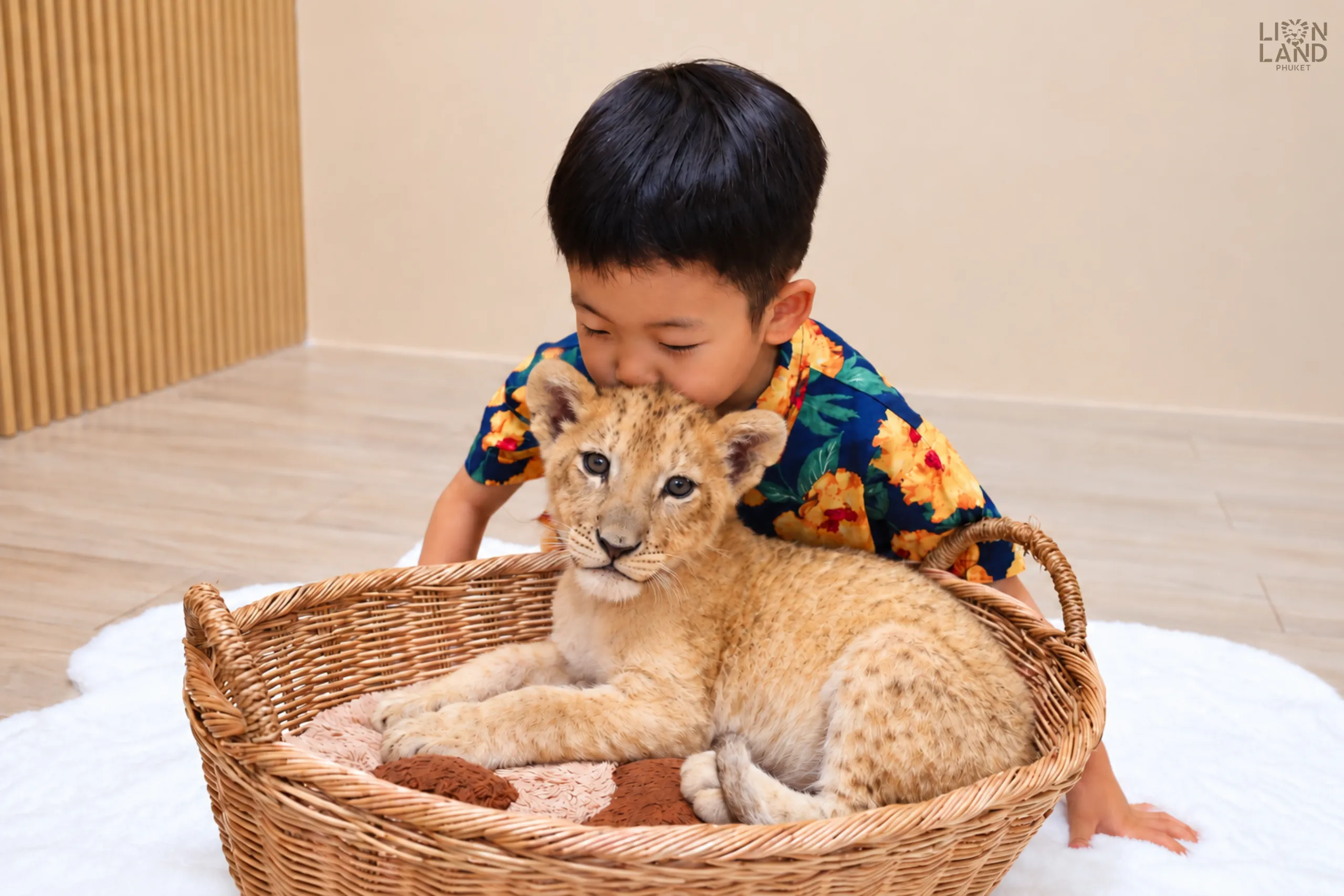 Newborn lion