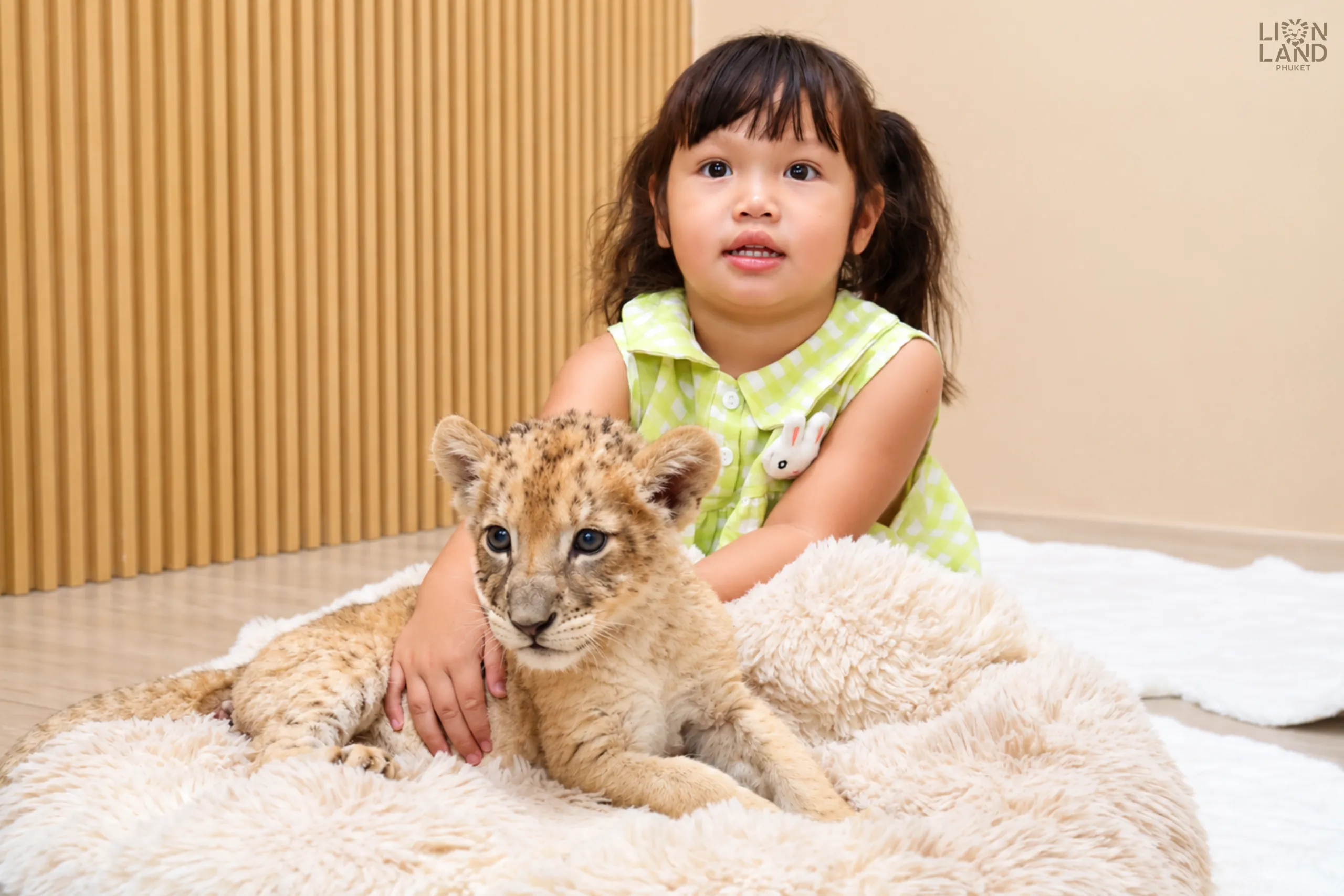 Newborn lion